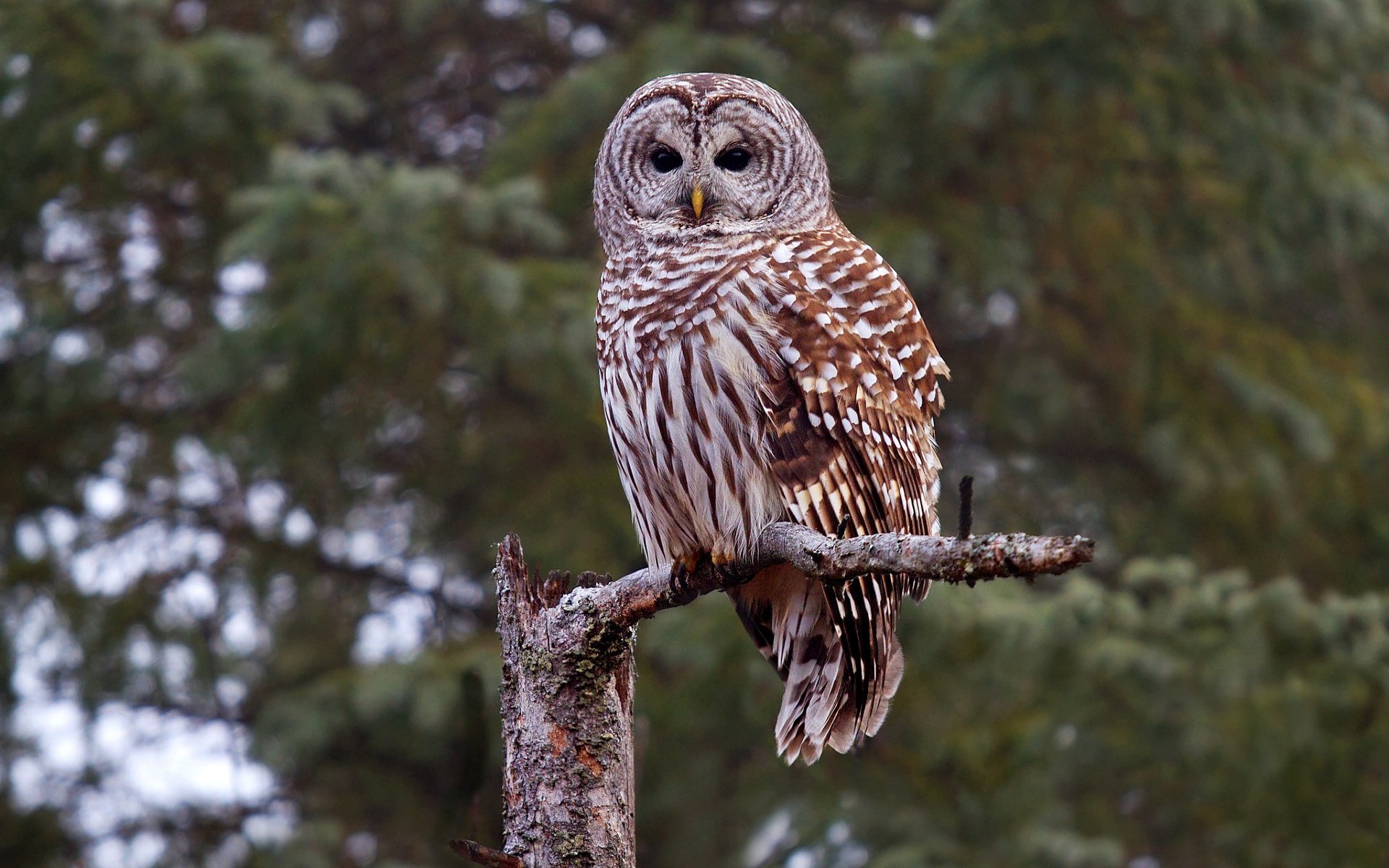 Barred Owl Wallpapers