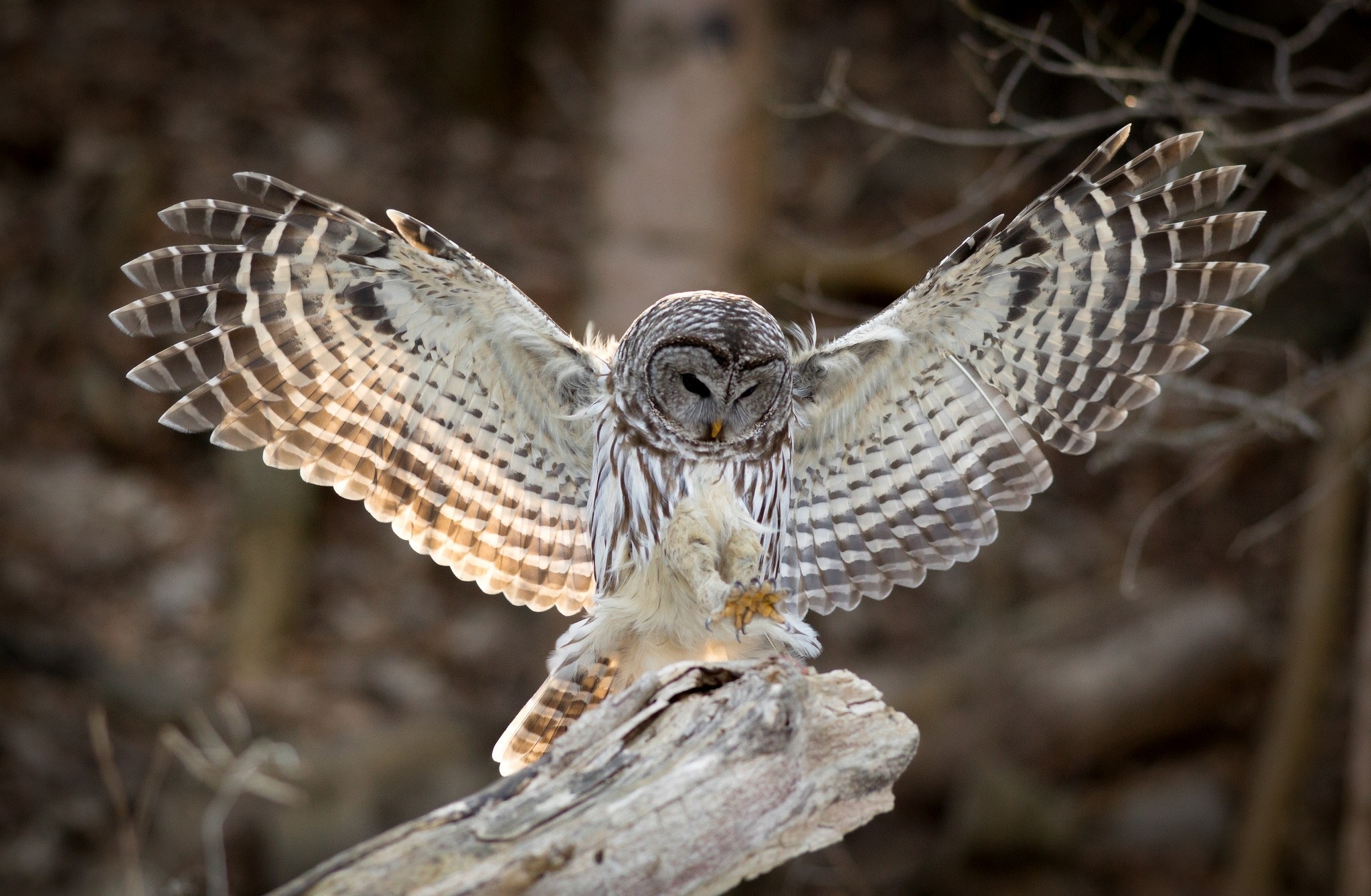 Barred Owl Wallpapers