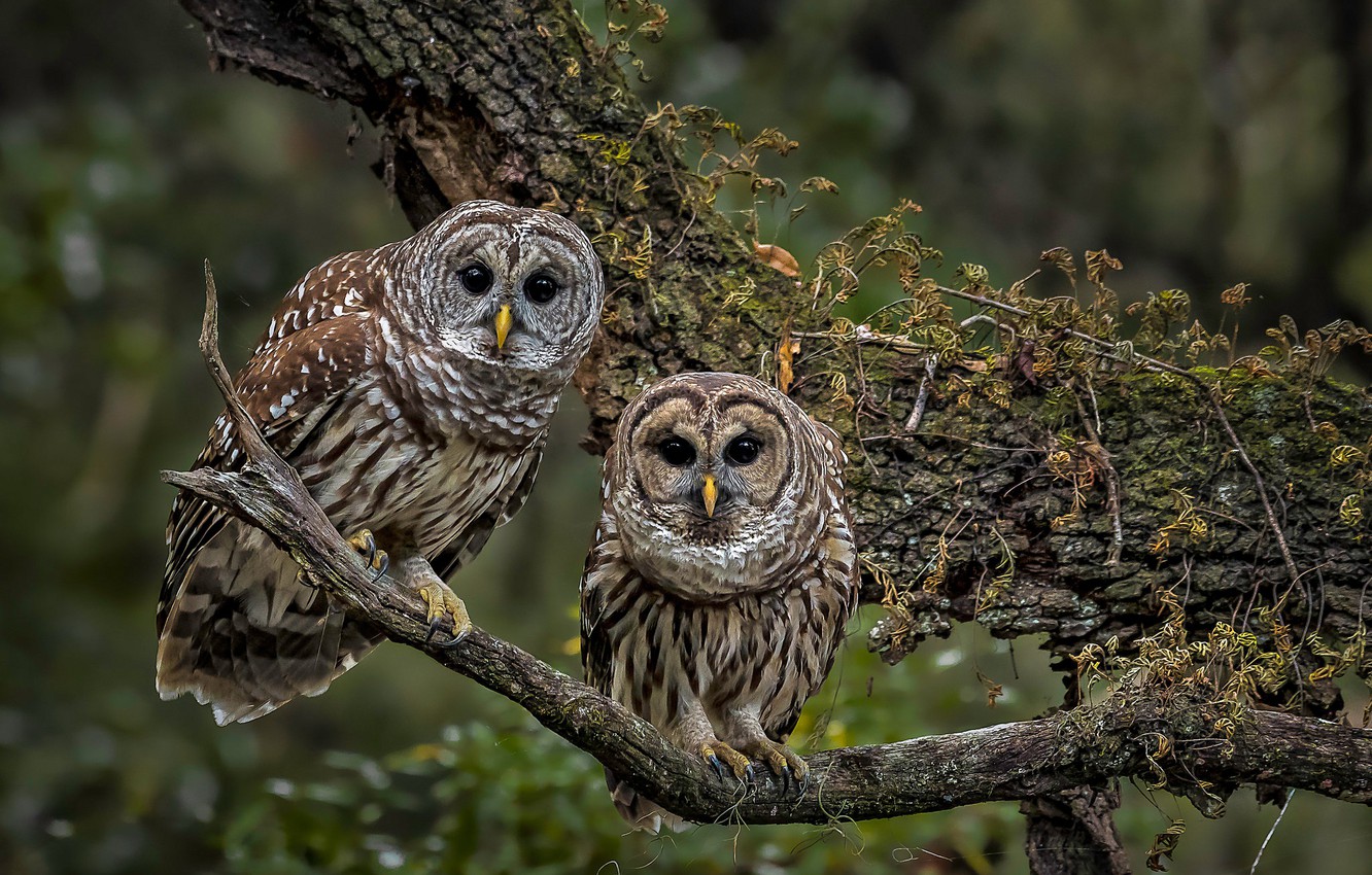 Barred Owl Wallpapers