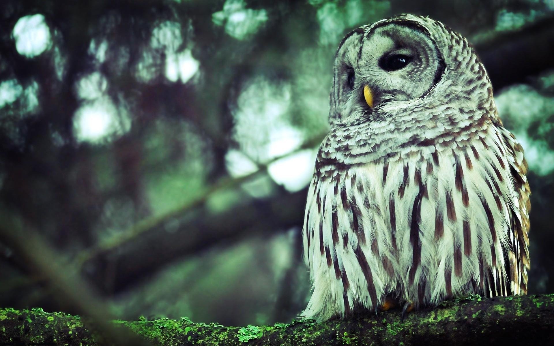 Barred Owl Wallpapers