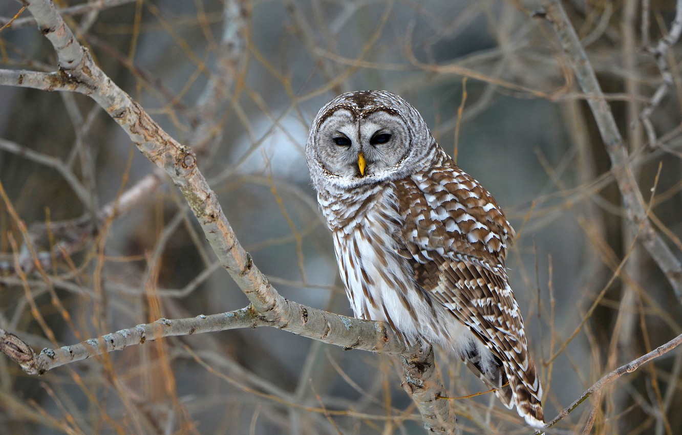 Barred Owl Wallpapers