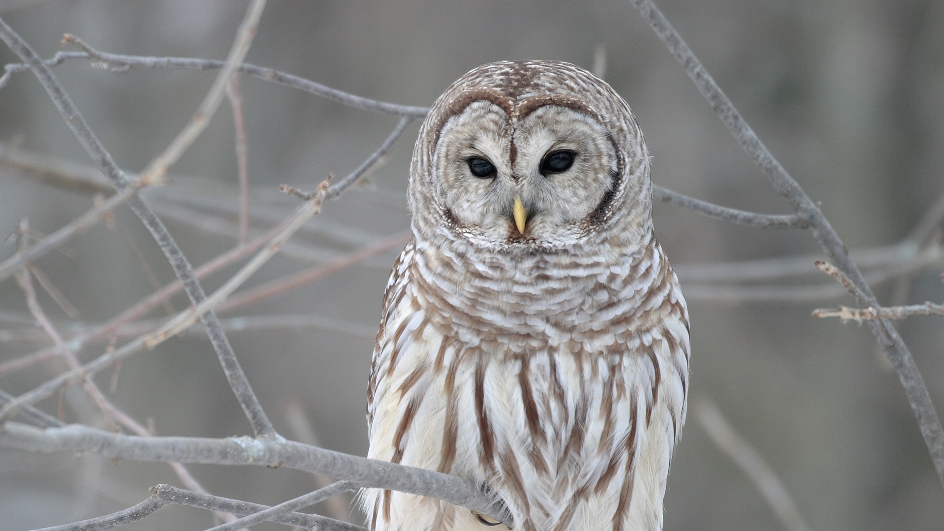 Barred Owl Wallpapers