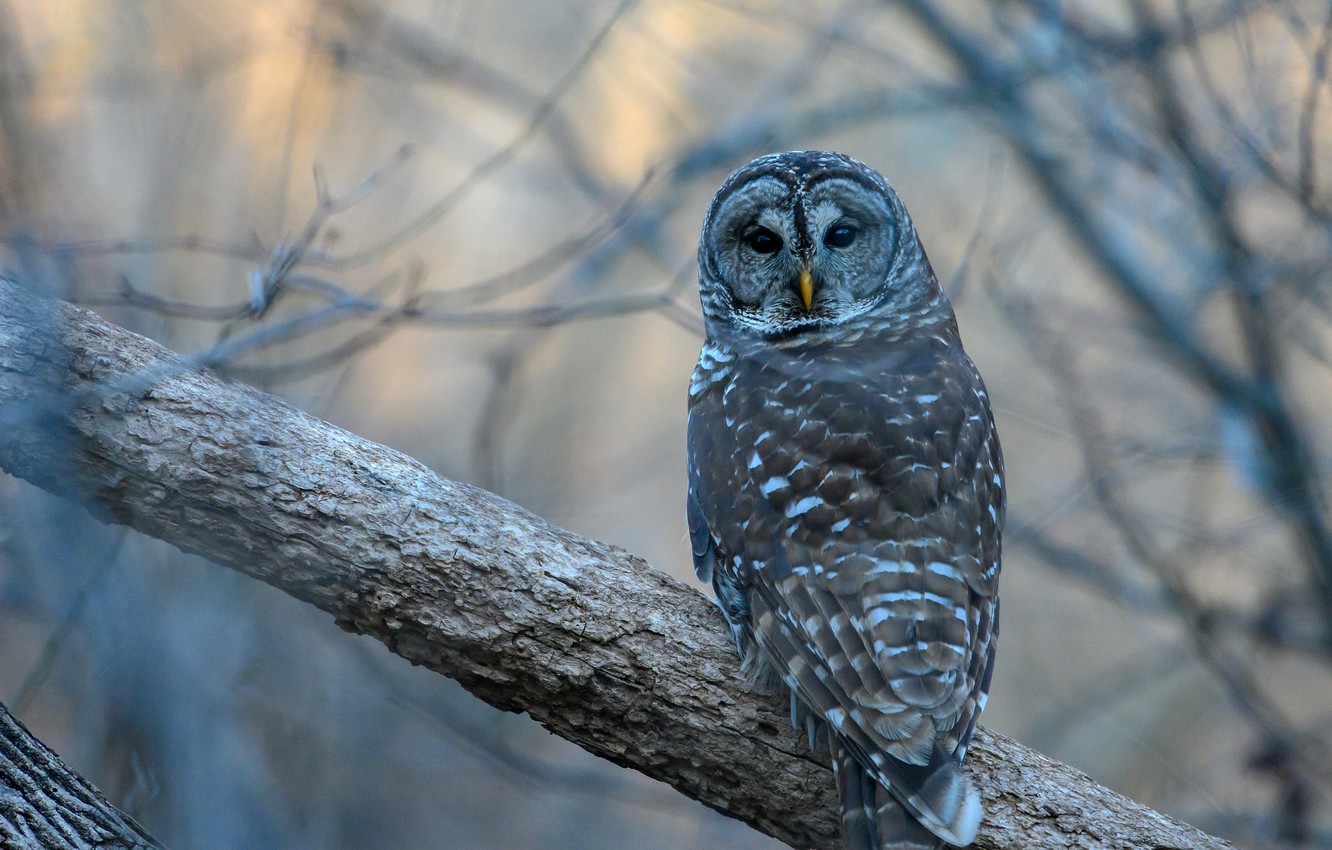 Barred Owl Wallpapers