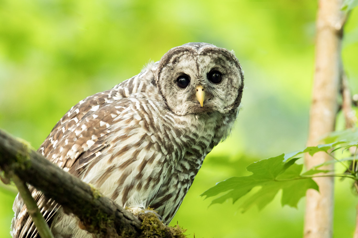 Barred Owl Wallpapers