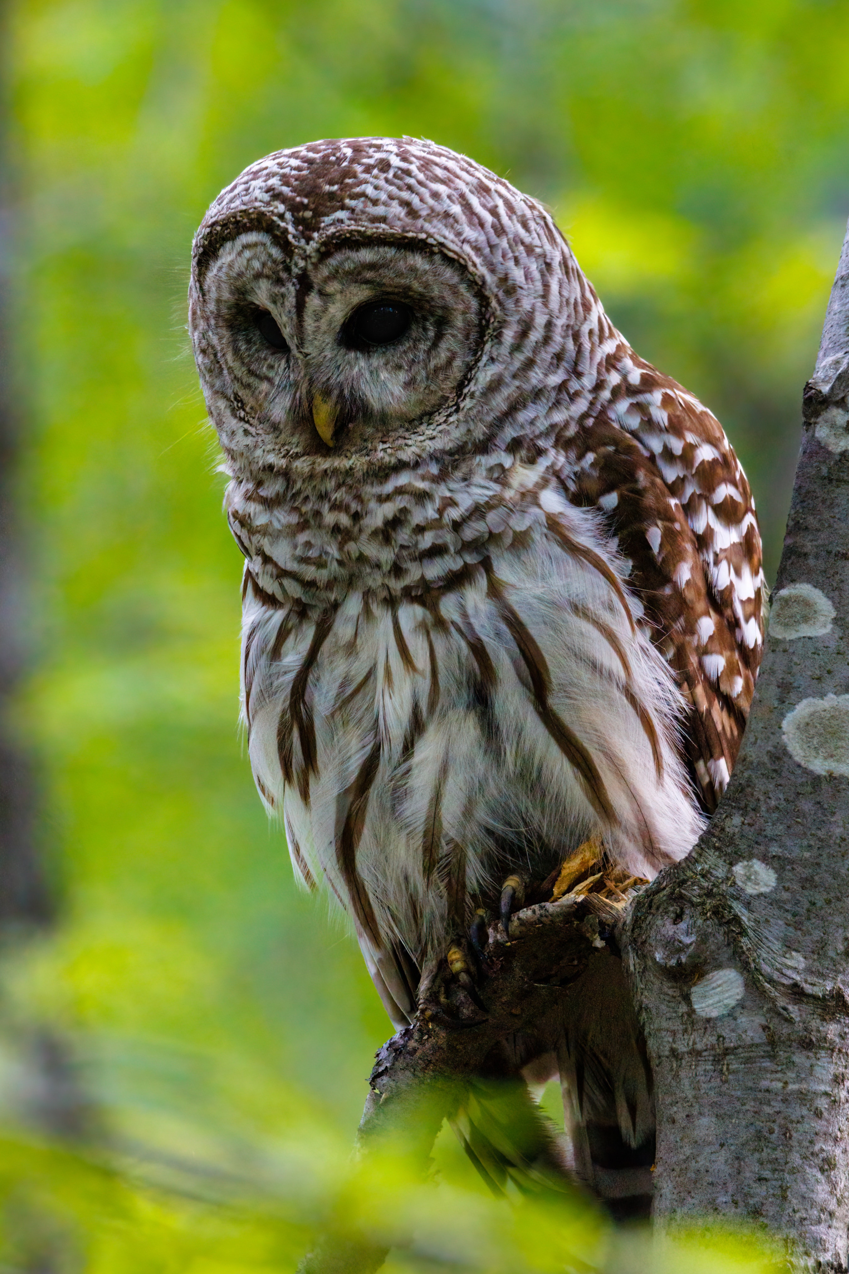 Barred Owl Wallpapers