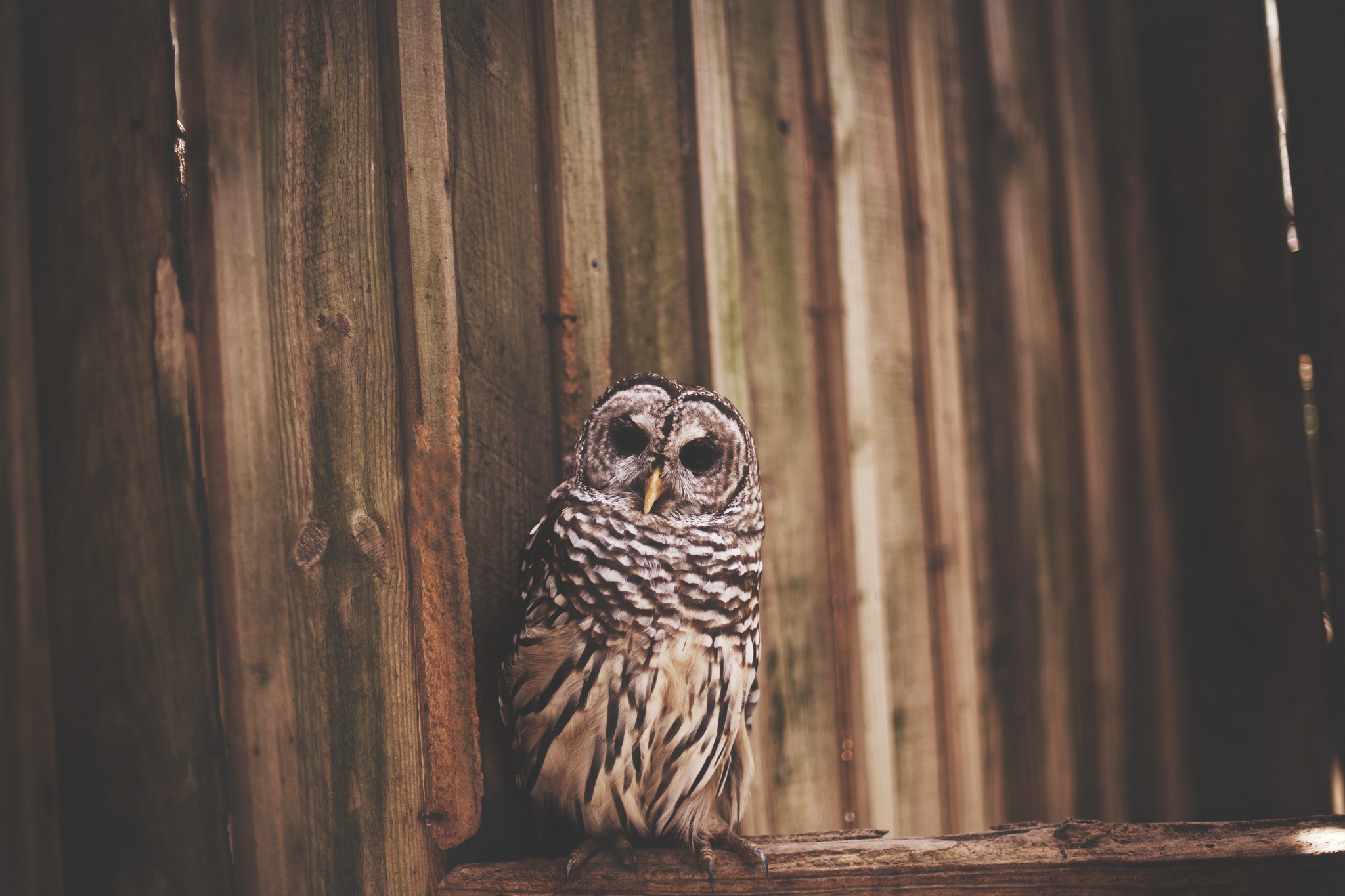 Barred Owl Wallpapers