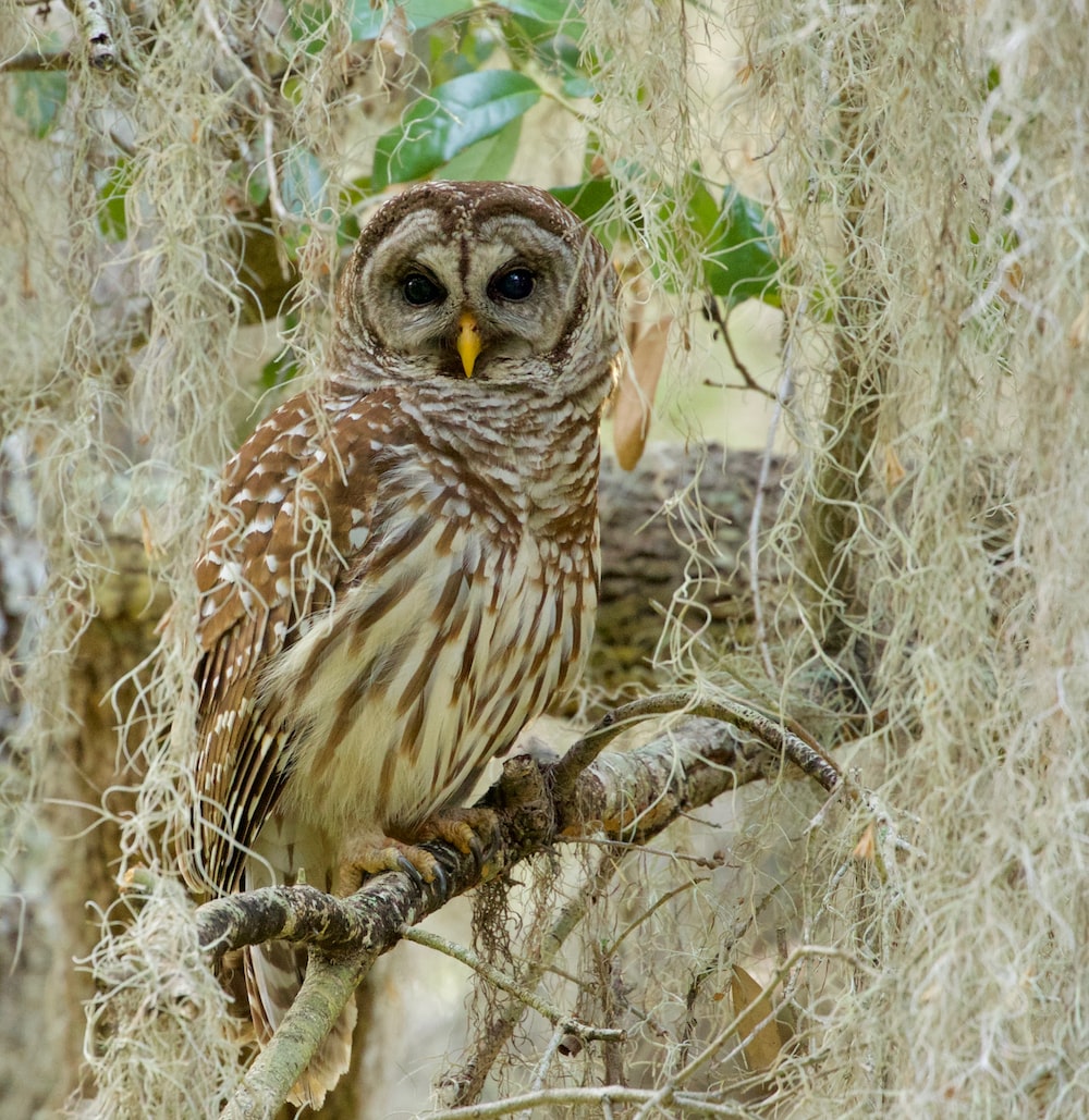 Barred Owl Wallpapers