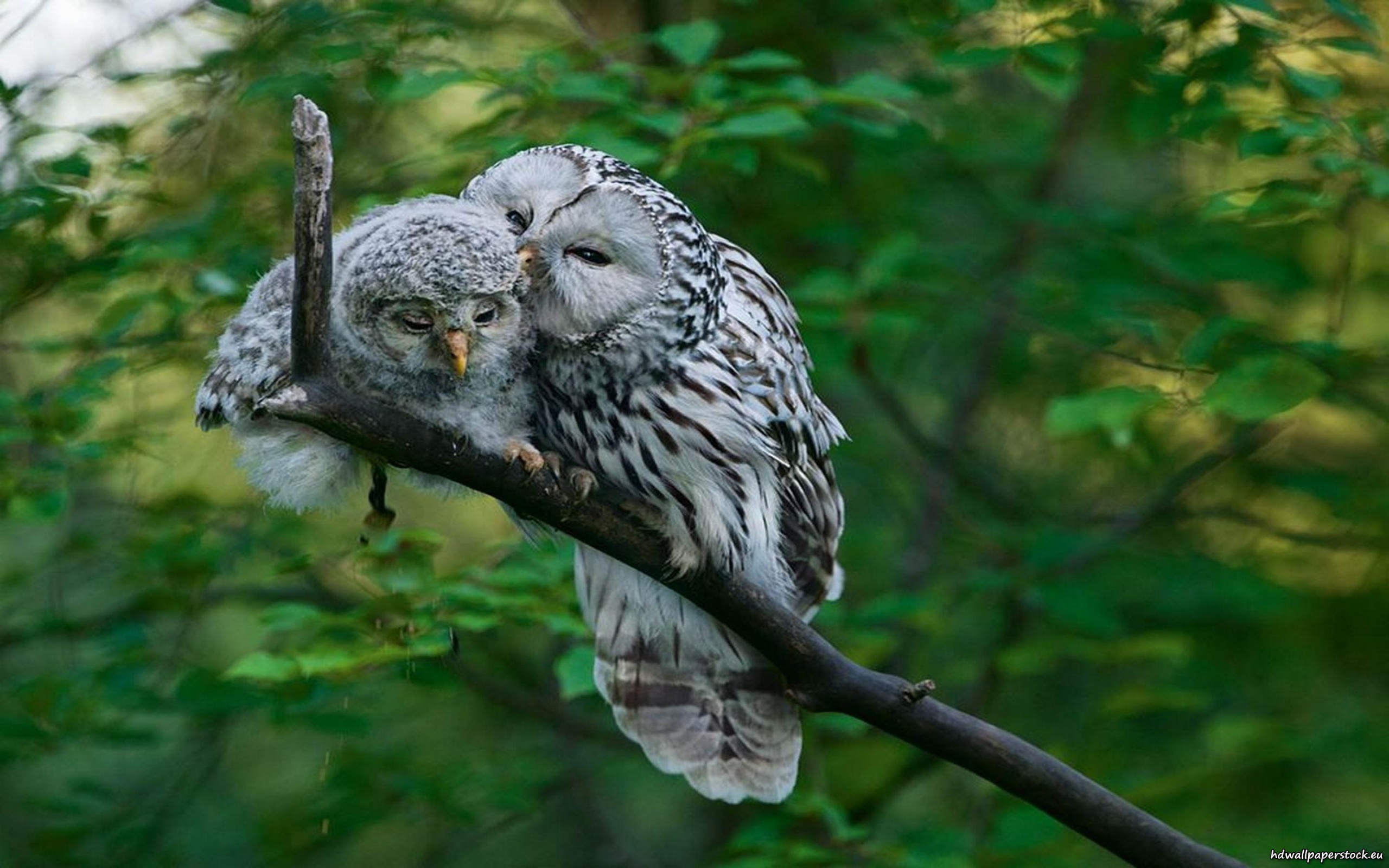 Barred Owl Wallpapers