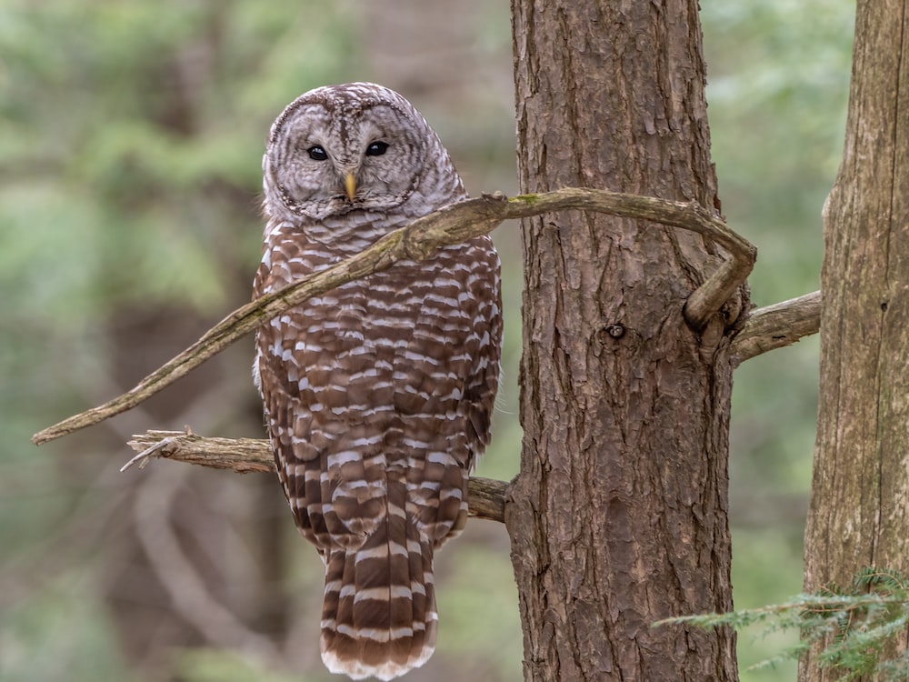 Barred Owl Wallpapers