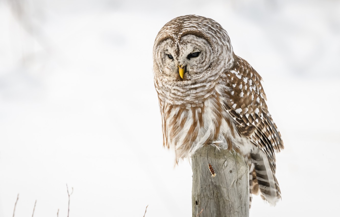 Barred Owl Wallpapers