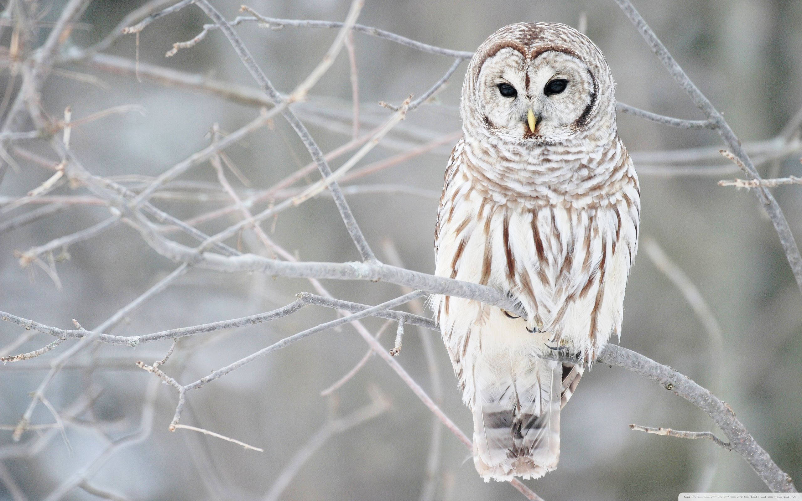 Barred Owl Wallpapers