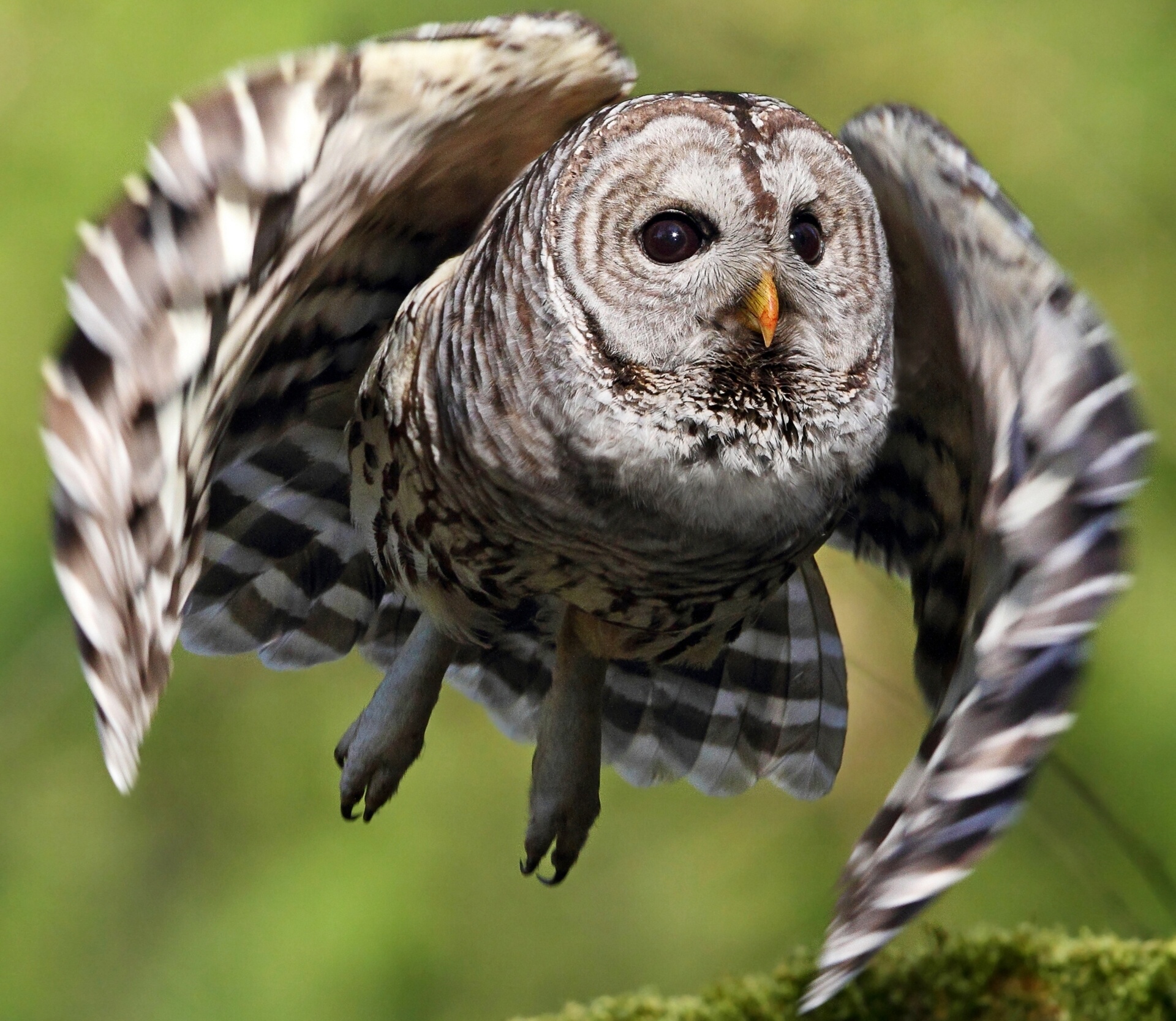 Barred Owl Wallpapers