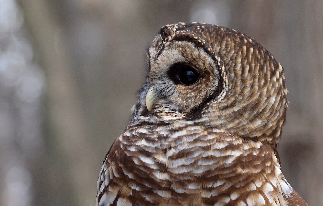 Barred Owl Wallpapers