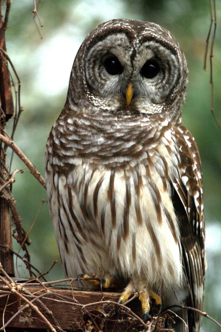 Barred Owl Wallpapers