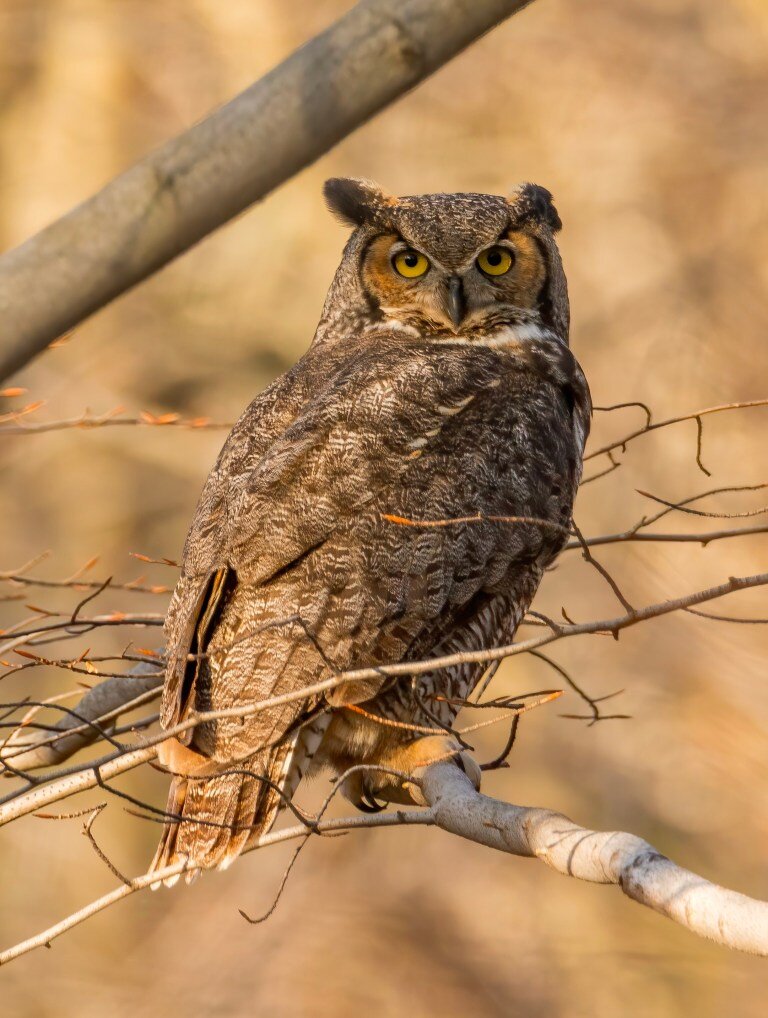 Barred Owl Wallpapers