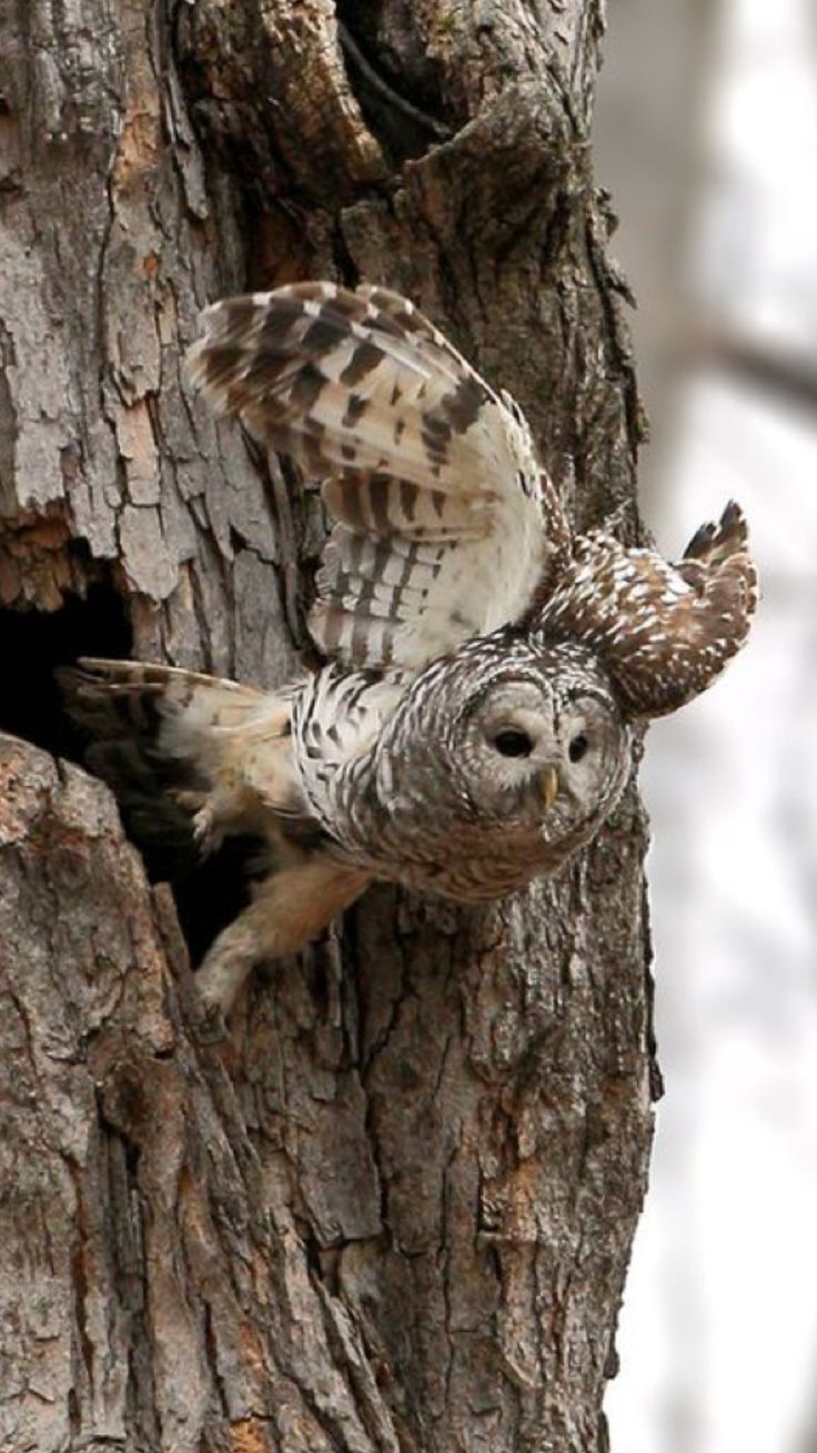 Barred Owl Wallpapers