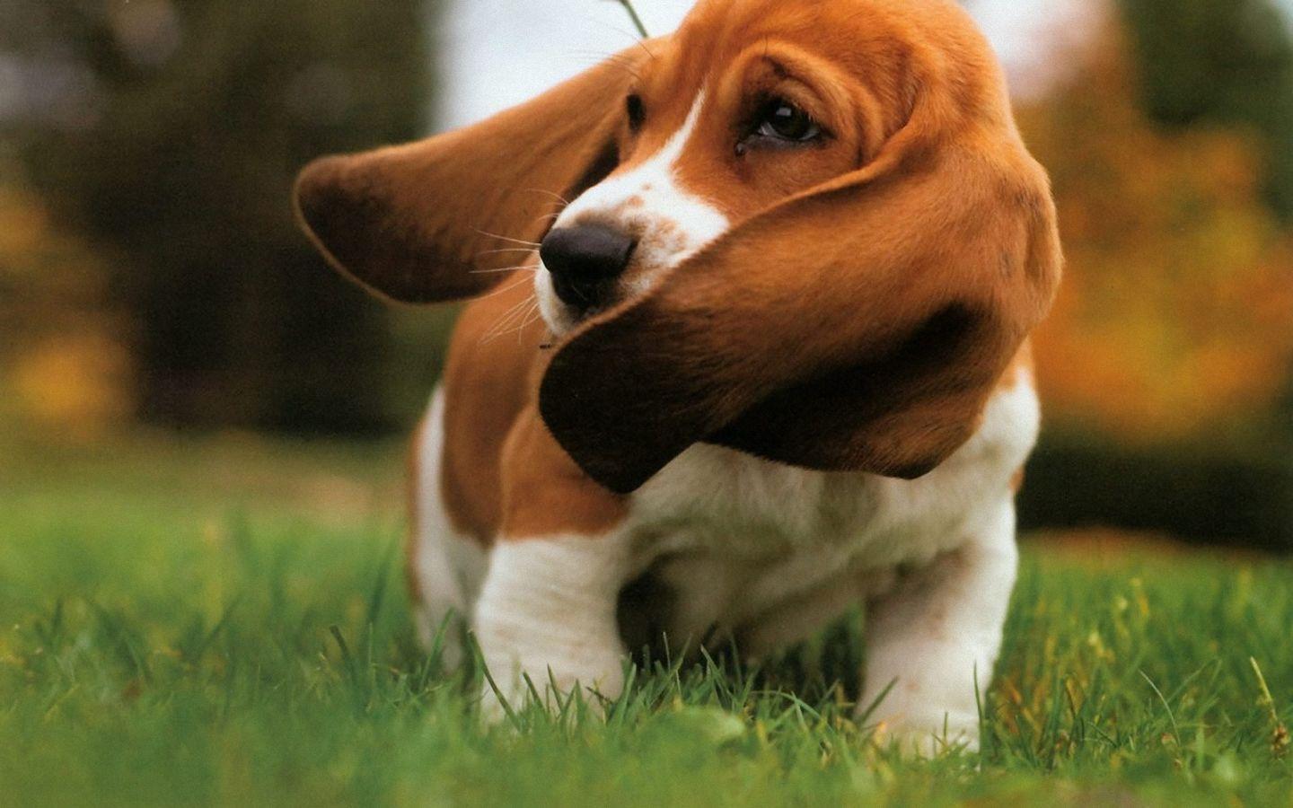 Basset Hound Wallpapers