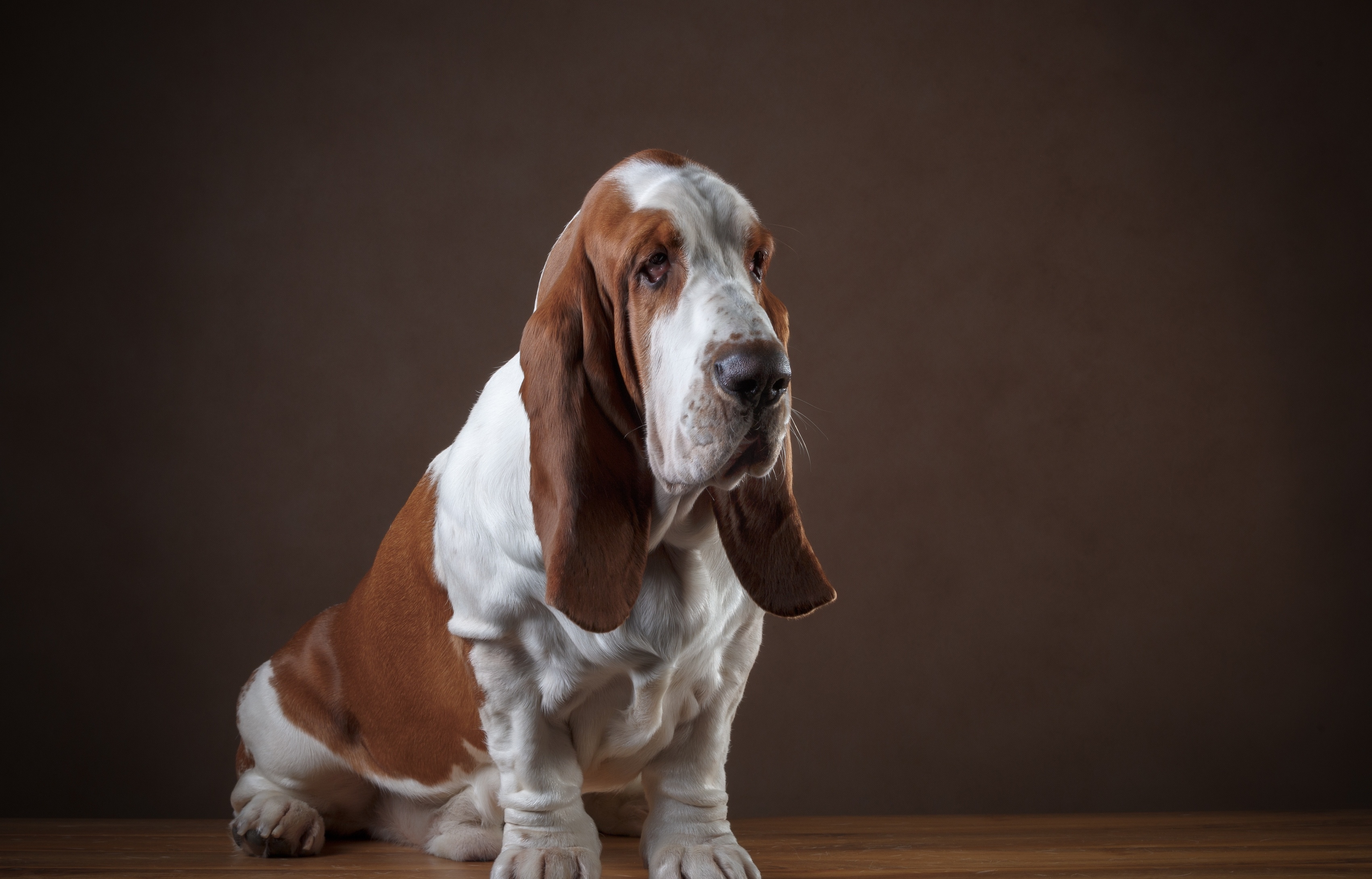 Basset Hound Wallpapers