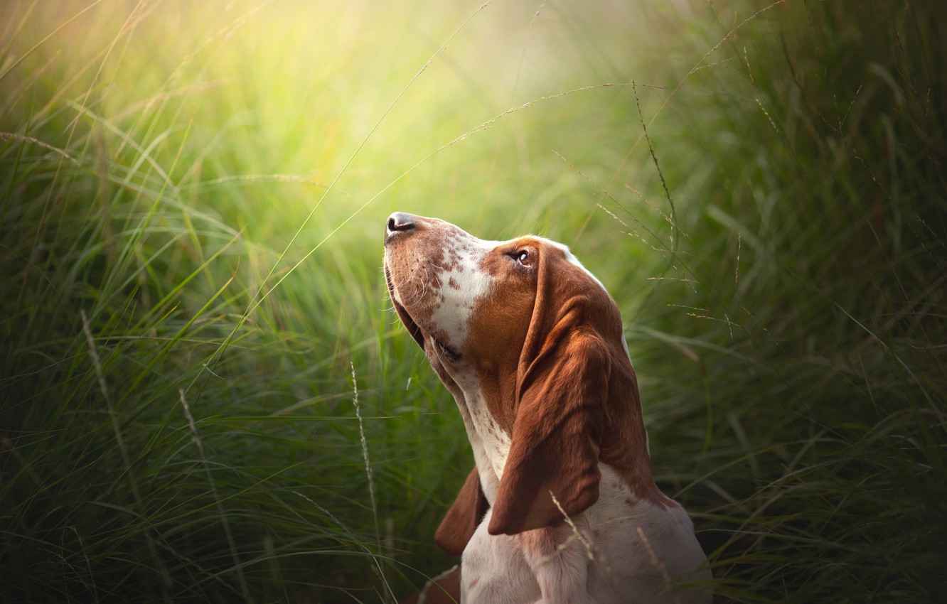 Basset Hound Wallpapers