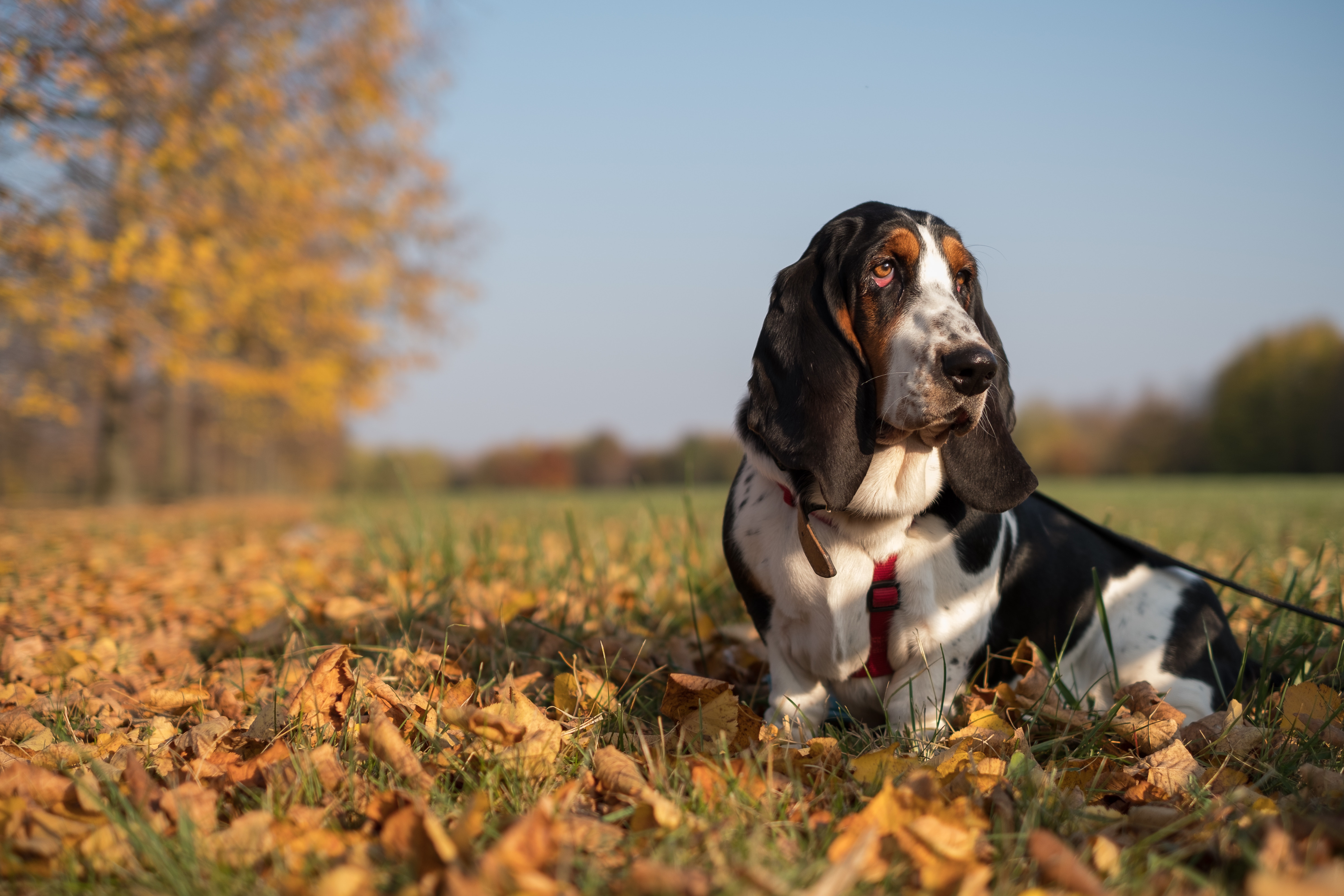 Basset Hound Wallpapers