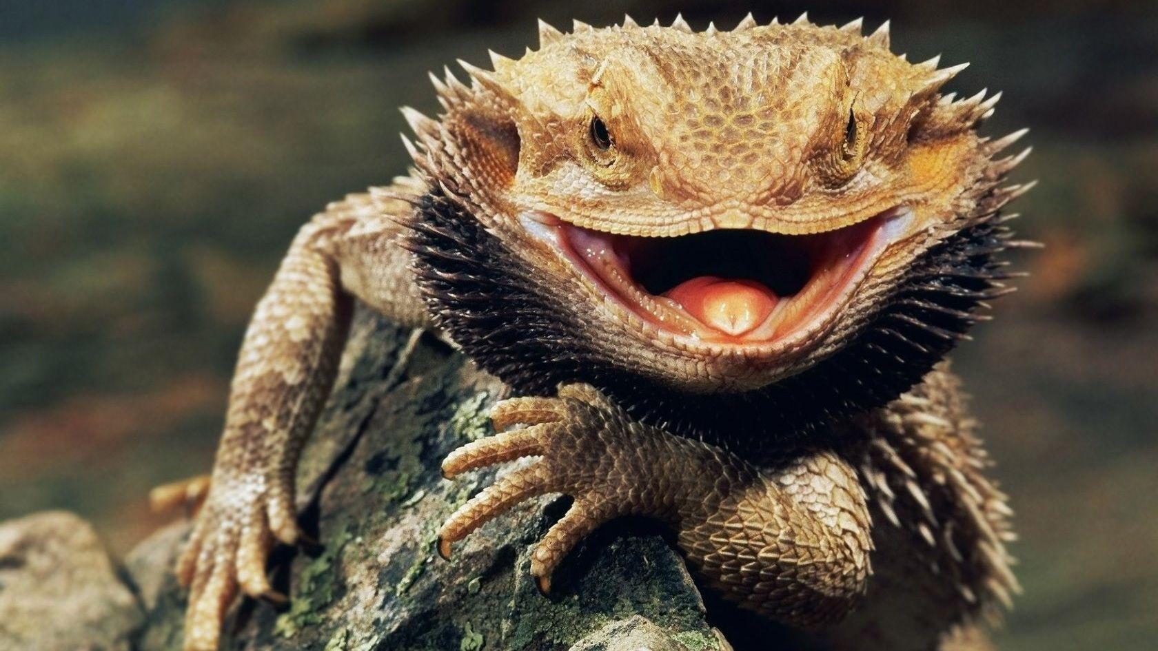 Bearded Dragon Wallpapers