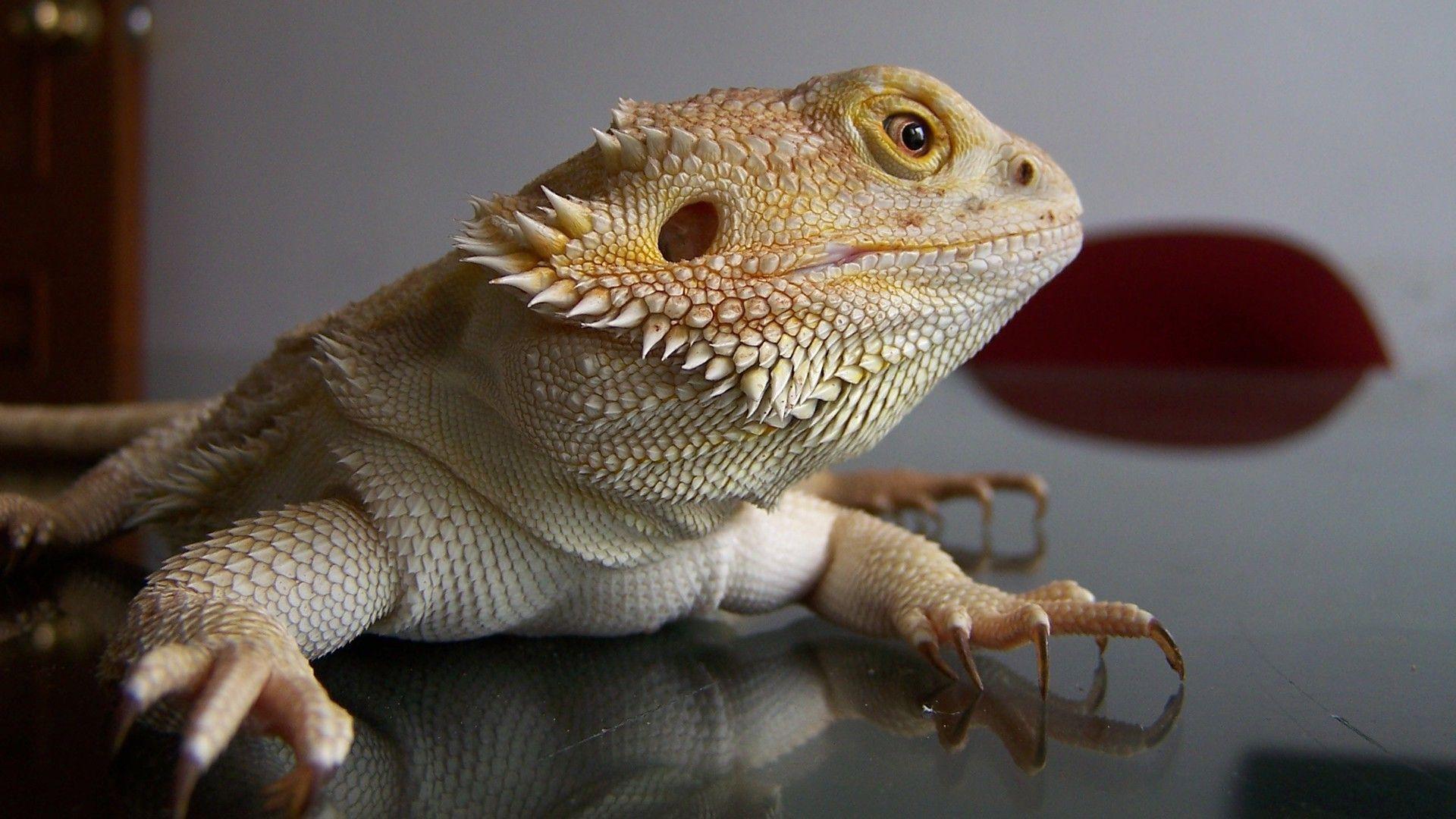 Bearded Dragon Wallpapers