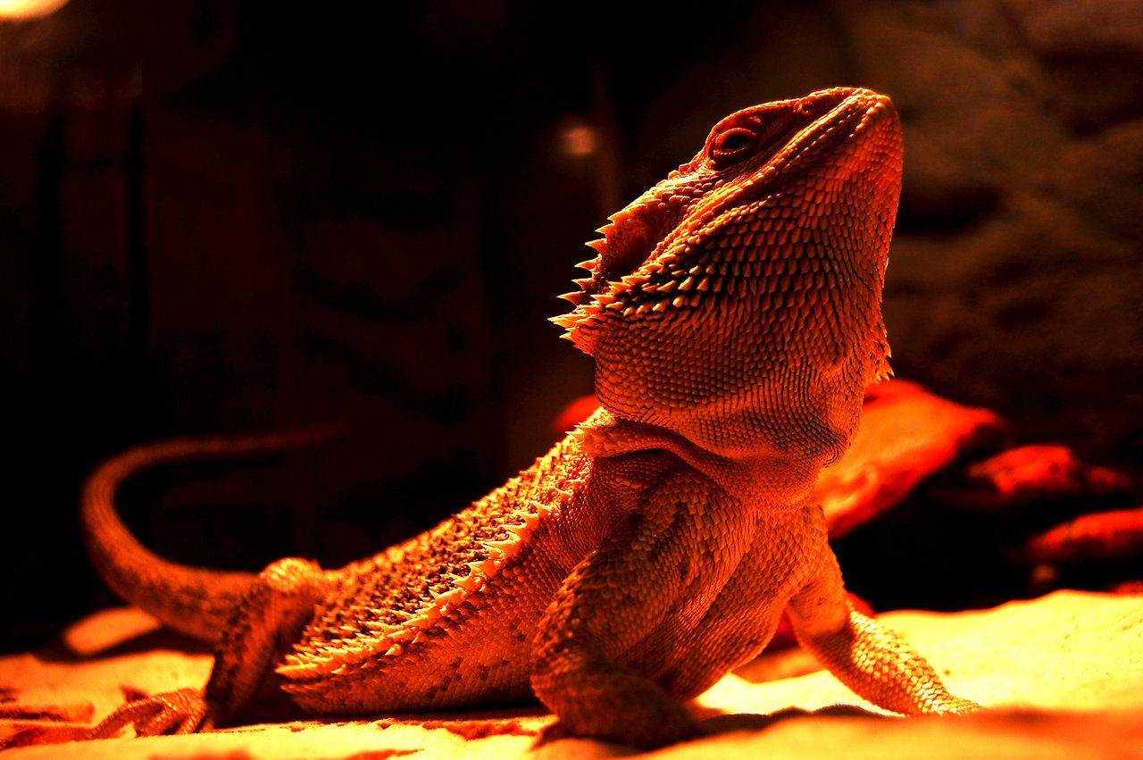 Bearded Dragon Wallpapers