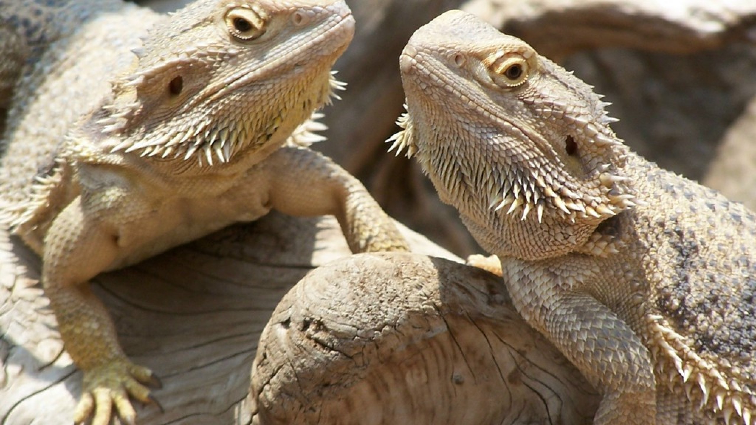 Bearded Dragon Wallpapers