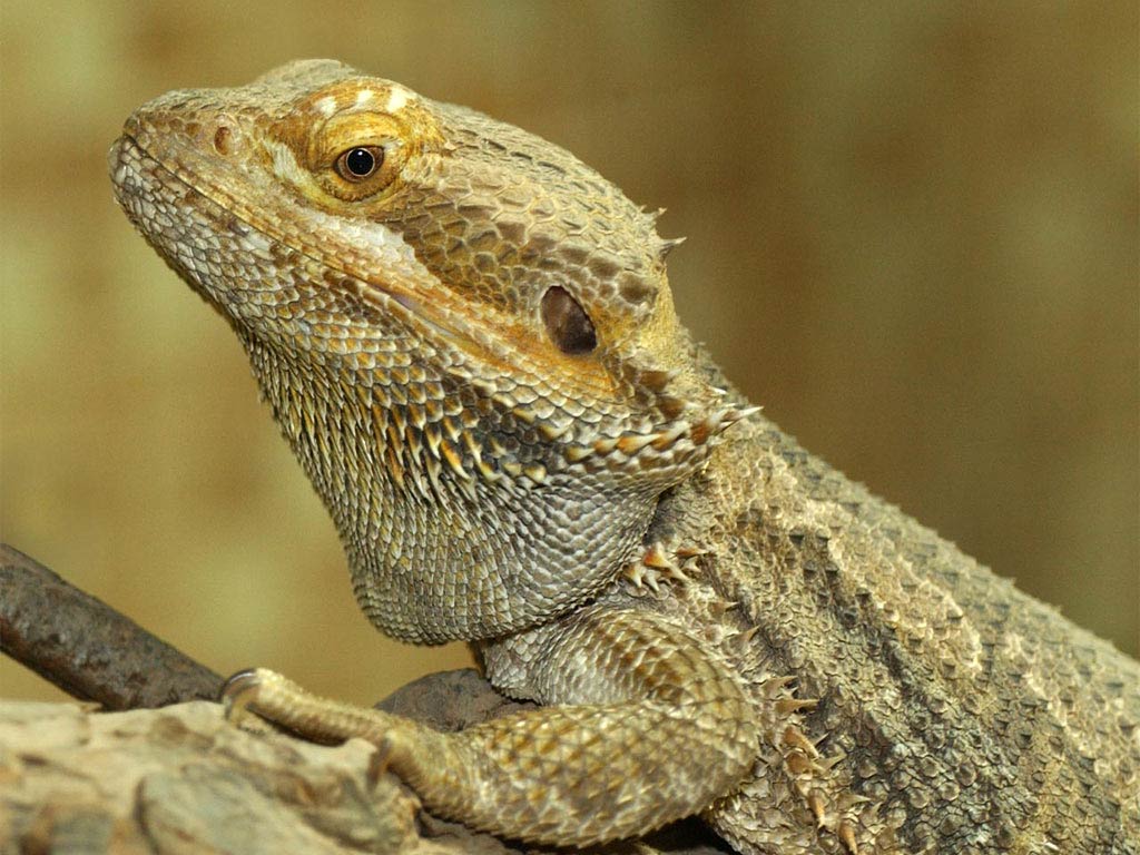 Bearded Dragon Wallpapers