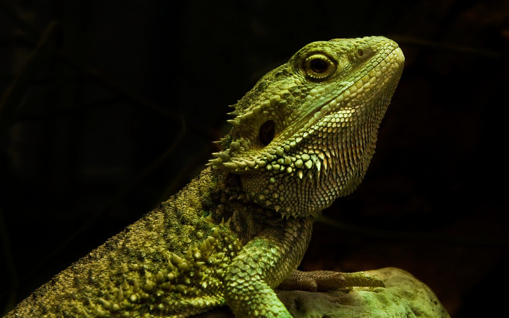 Bearded Dragon Wallpapers