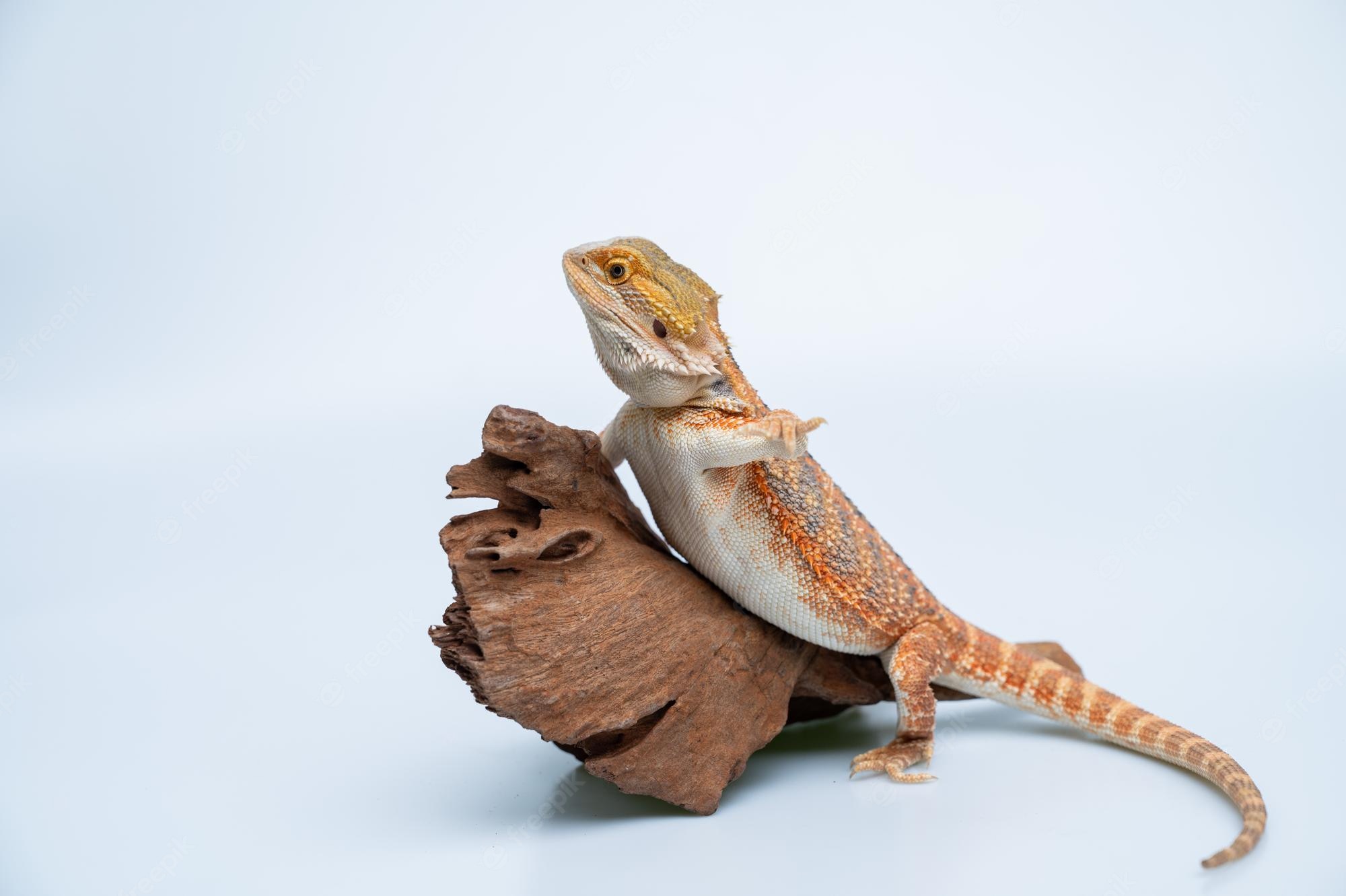 Bearded Dragon Wallpapers