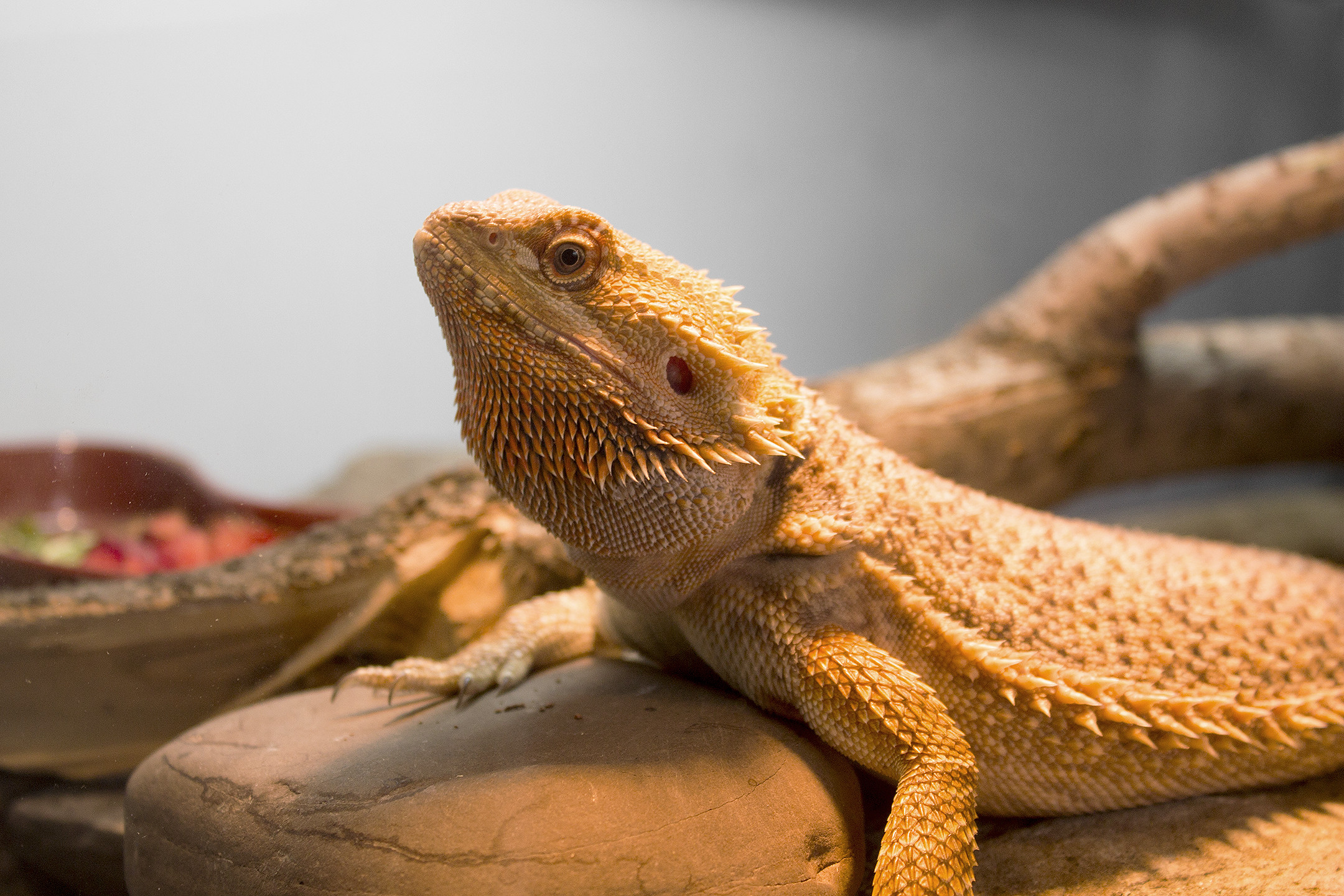 Bearded Dragon Wallpapers