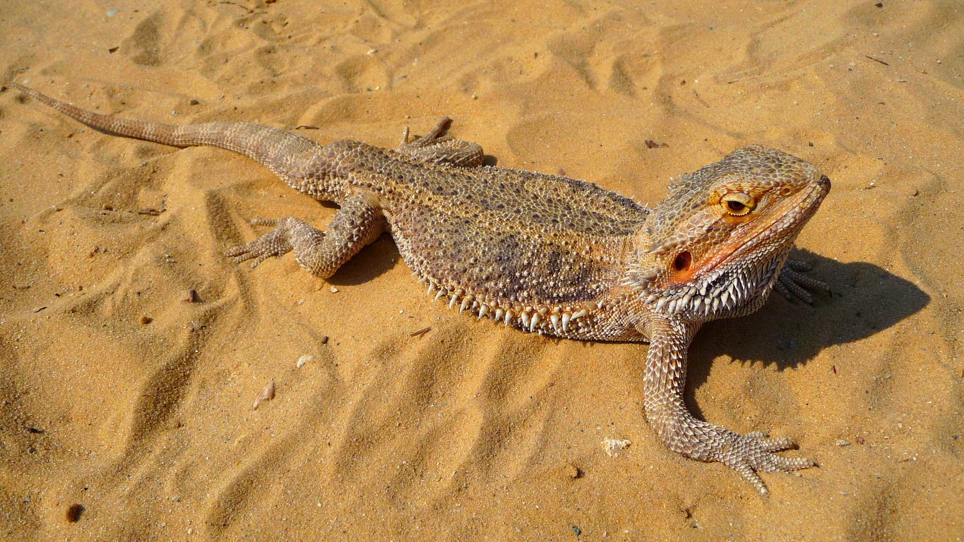 Bearded Dragon Wallpapers