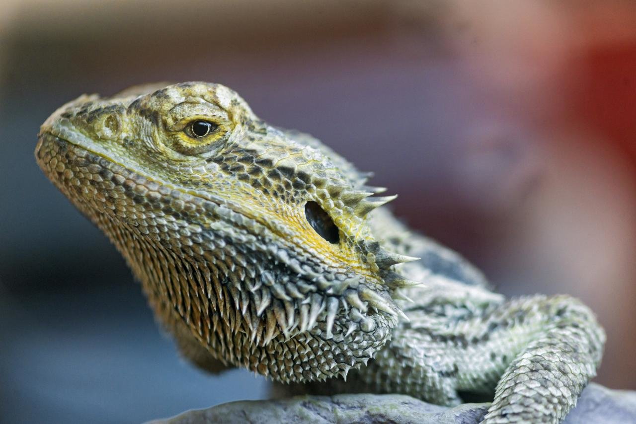 Bearded Dragon Wallpapers