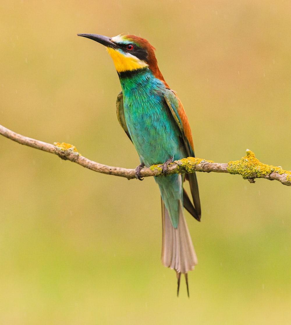 Bee-Eater Wallpapers