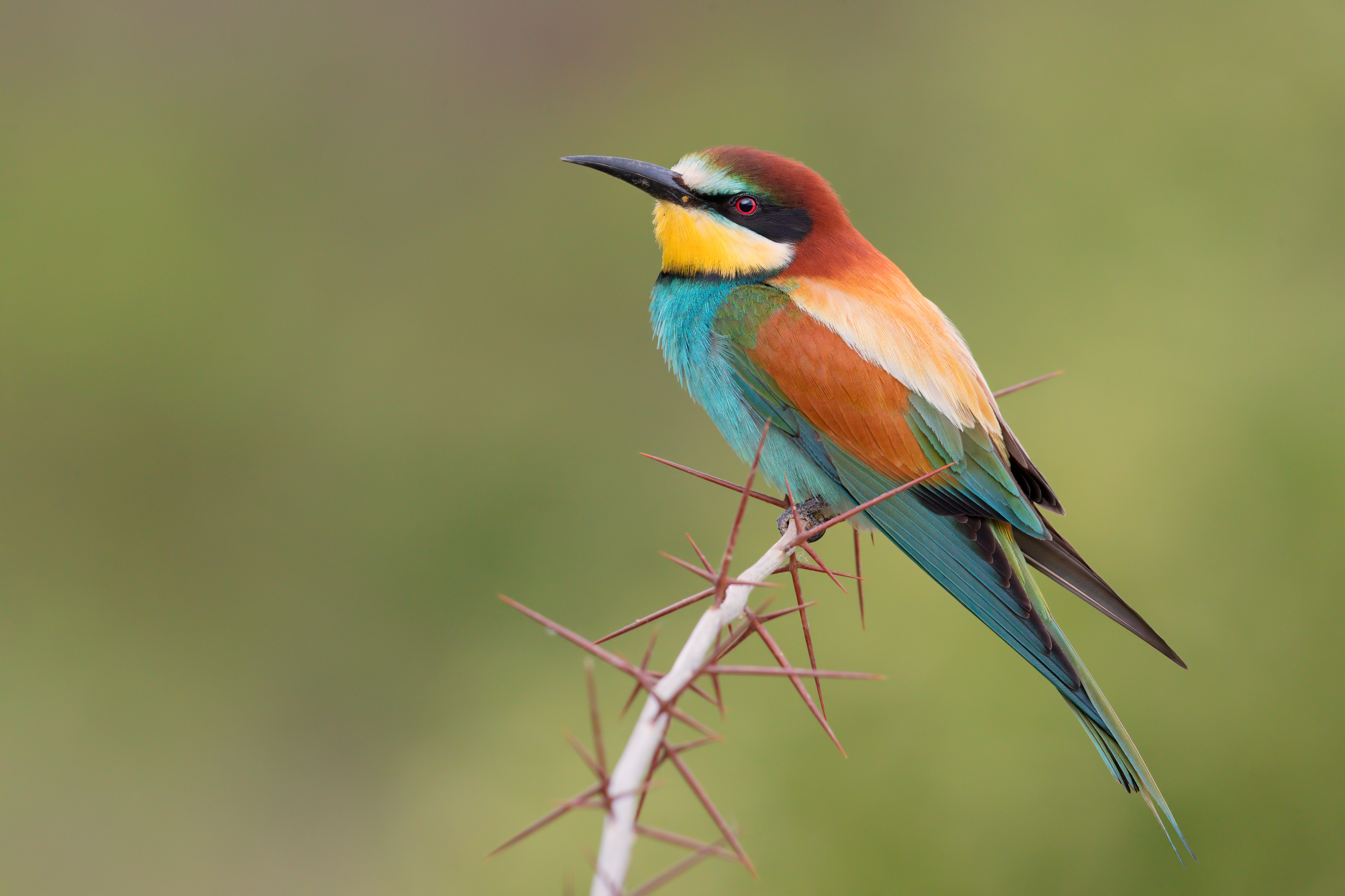 Bee-Eater Wallpapers