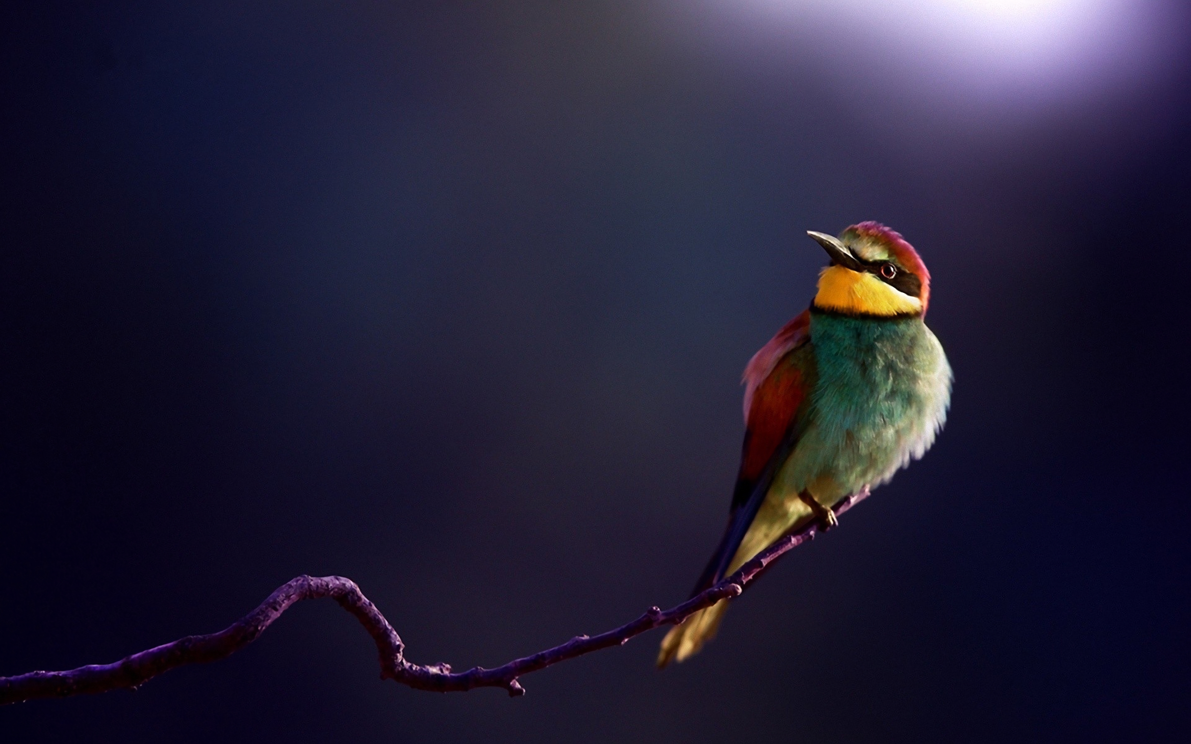 Bee-Eater Wallpapers