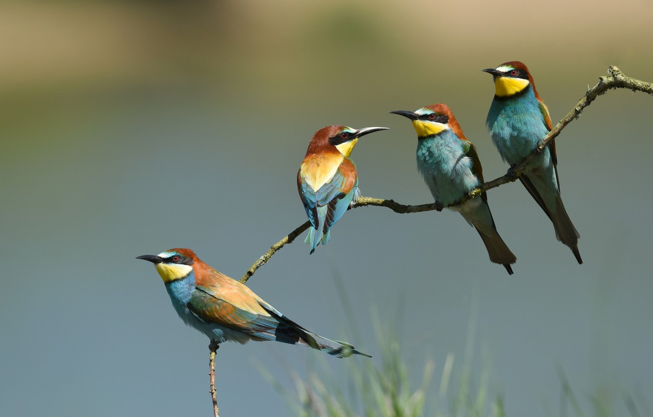 Bee-Eater Wallpapers