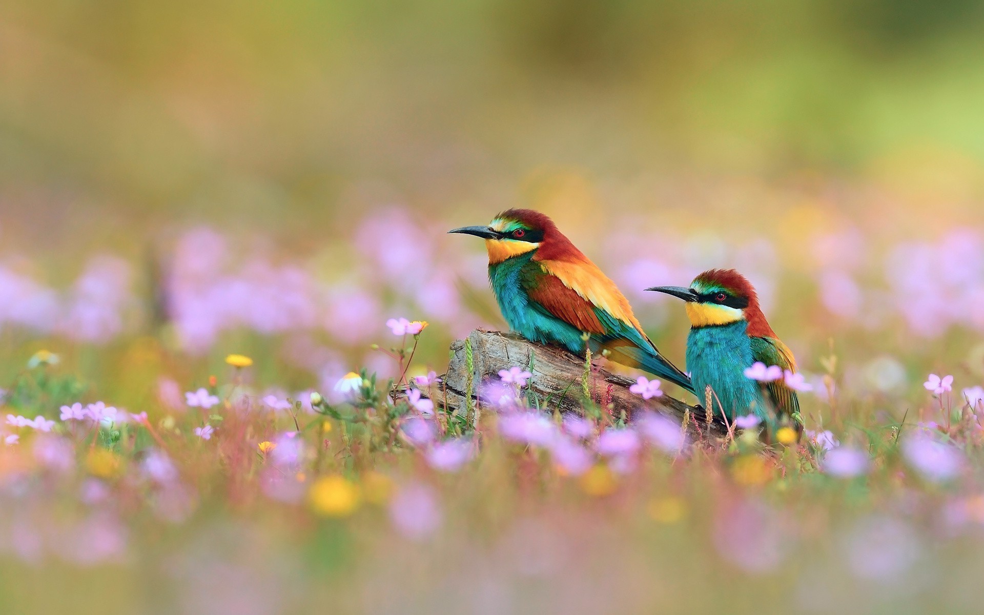 Bee-Eater Wallpapers