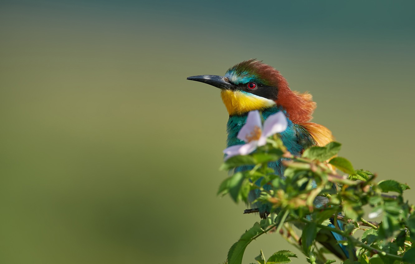 Bee-Eater Wallpapers