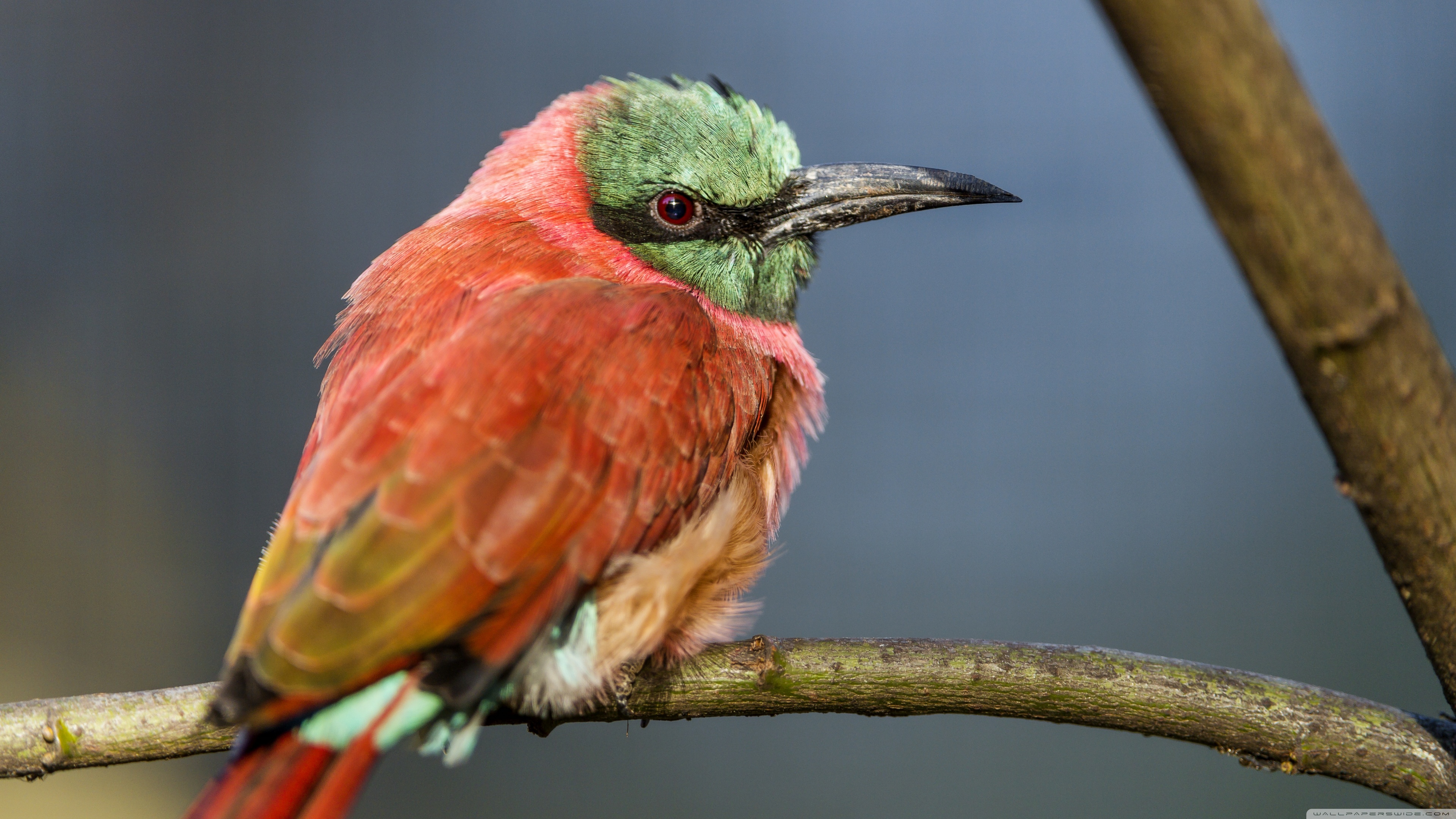 Bee-Eater Wallpapers