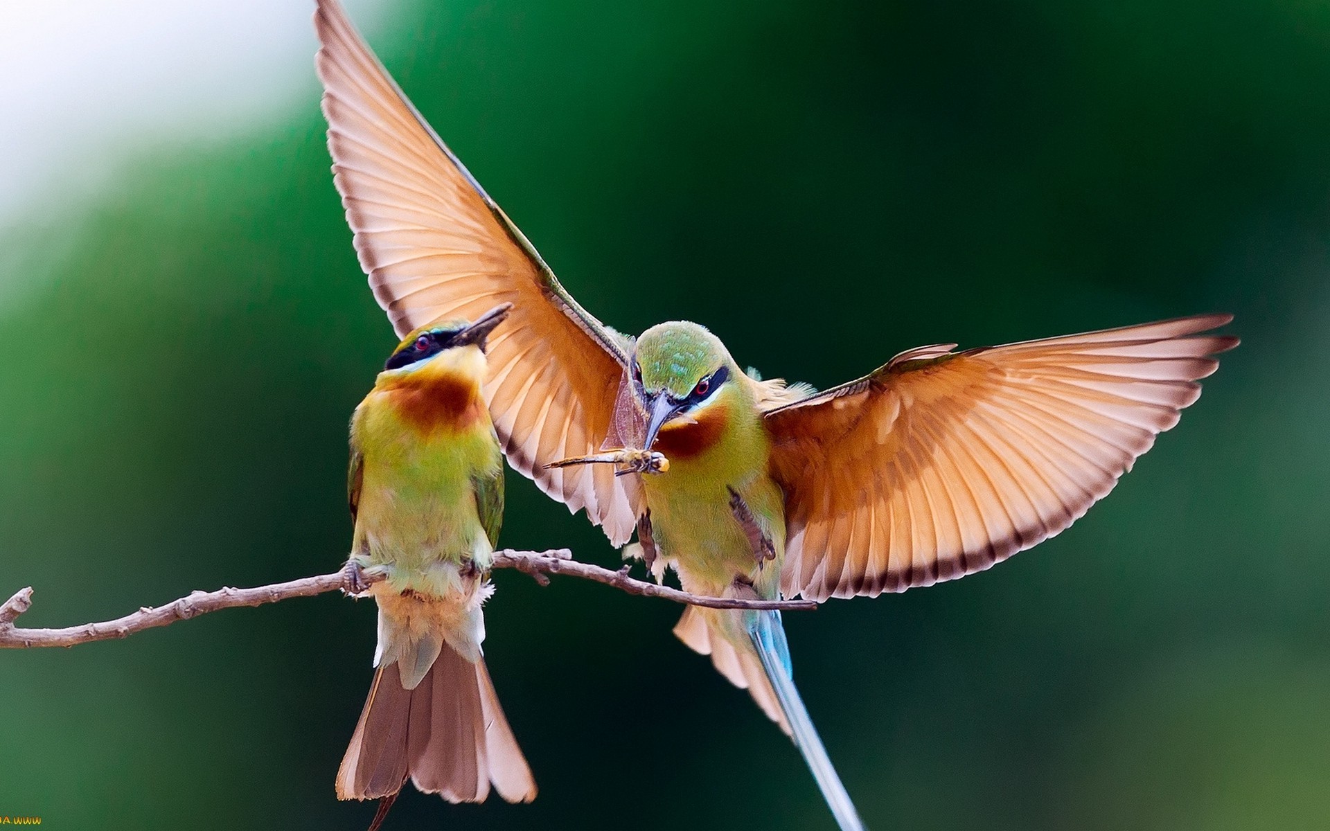 Bee-Eater Wallpapers