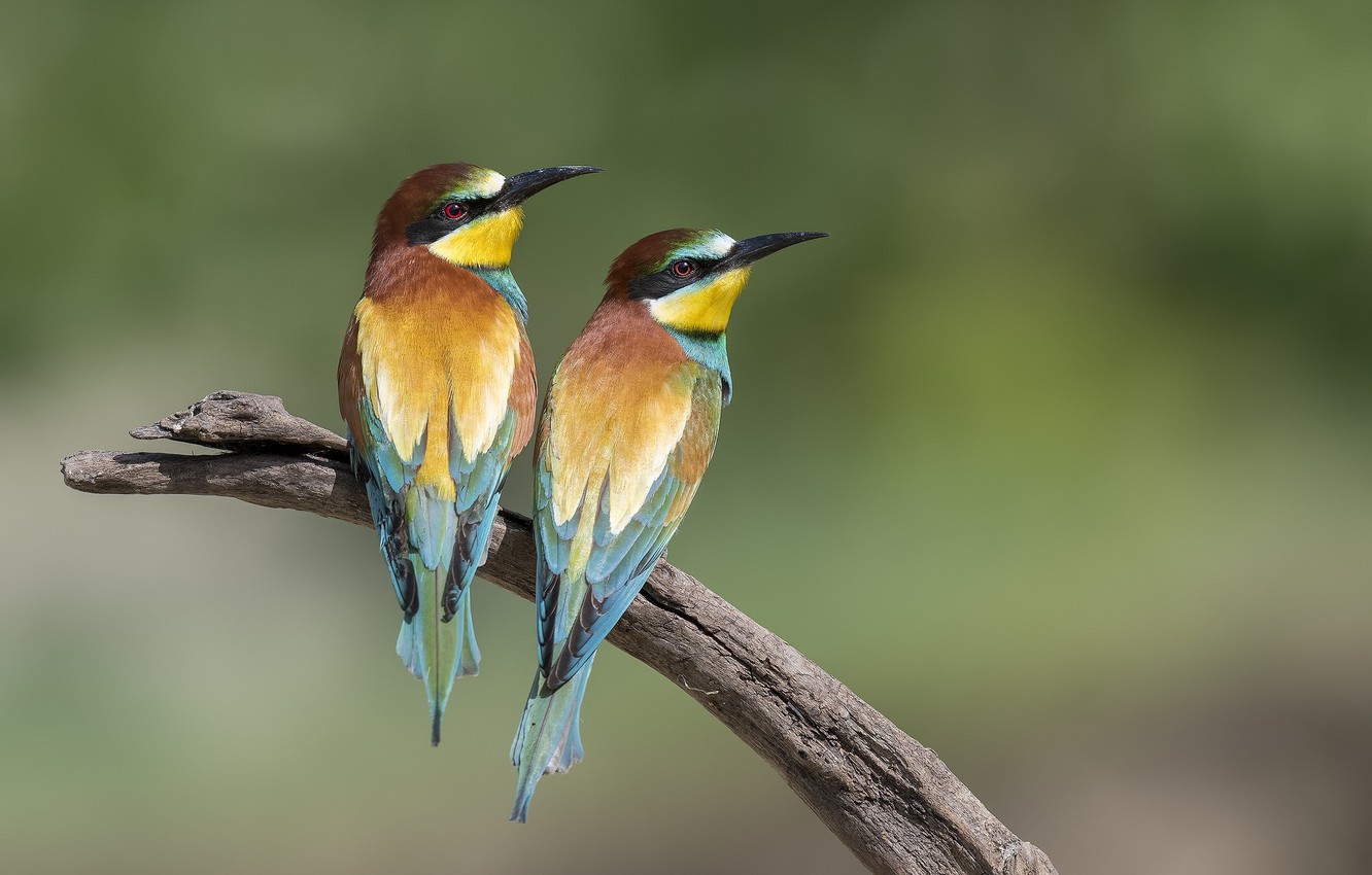 Bee-Eater Wallpapers