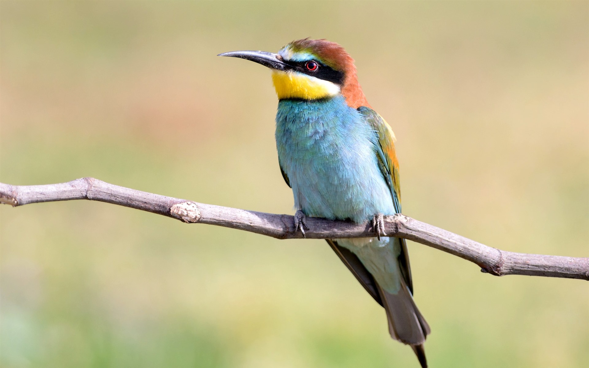 Bee-Eater Wallpapers