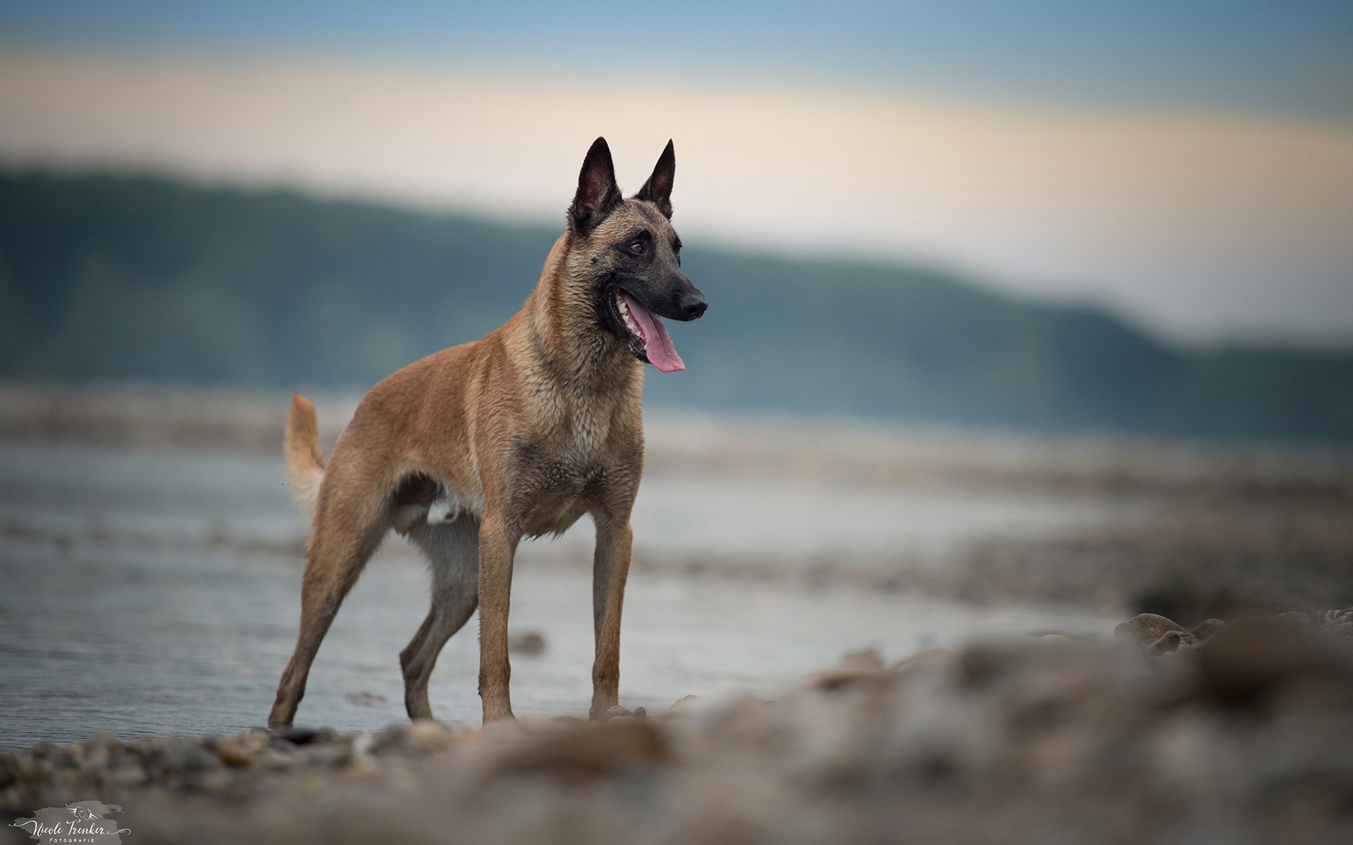 Belgian Shepherd Wallpapers