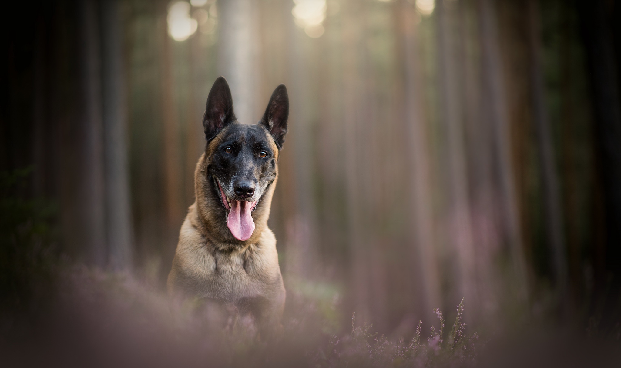 Belgian Shepherd Wallpapers