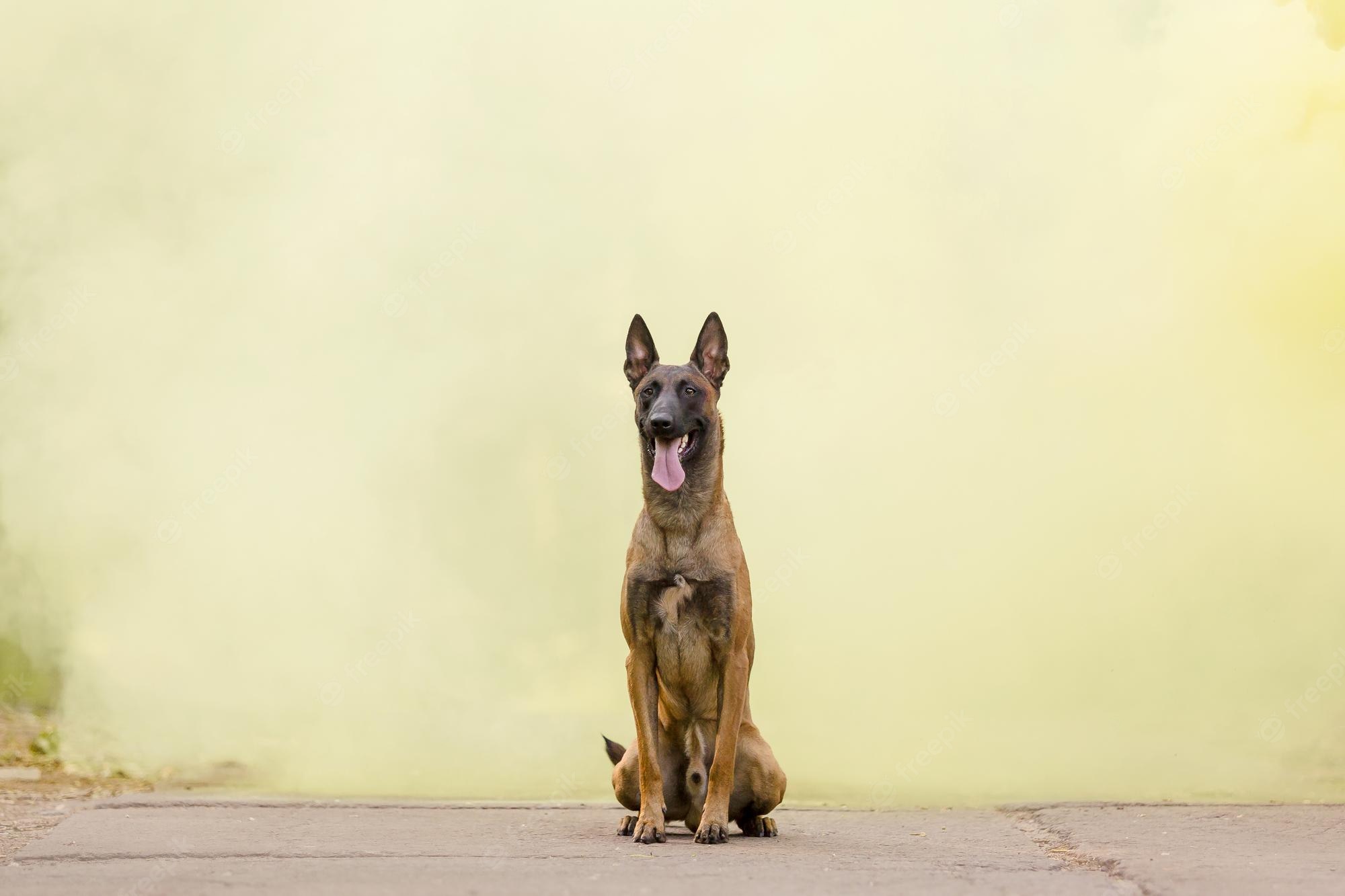 Belgian Shepherd Wallpapers