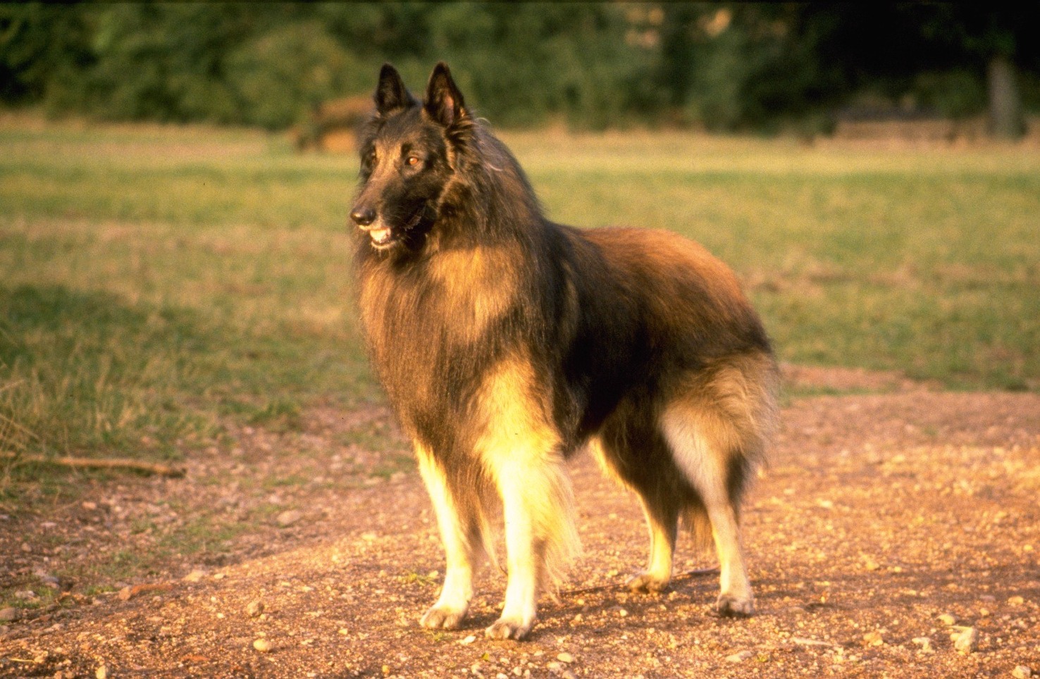 Belgian Shepherd Wallpapers