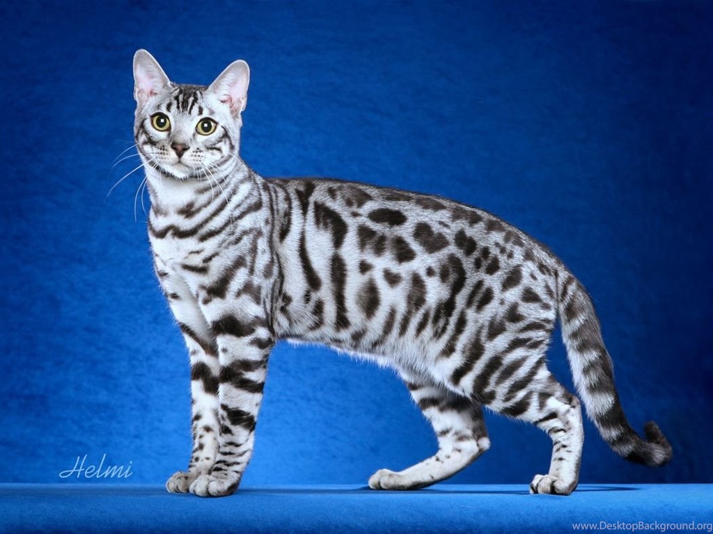 Bengal Cats Wallpapers