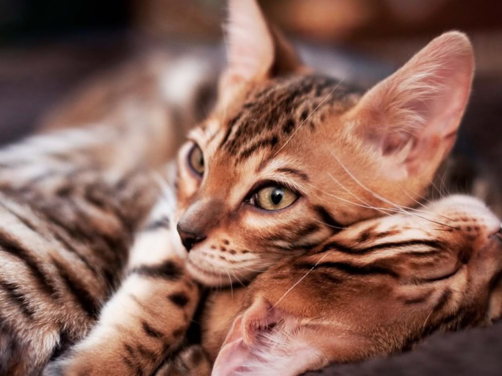 Bengal Cats Wallpapers